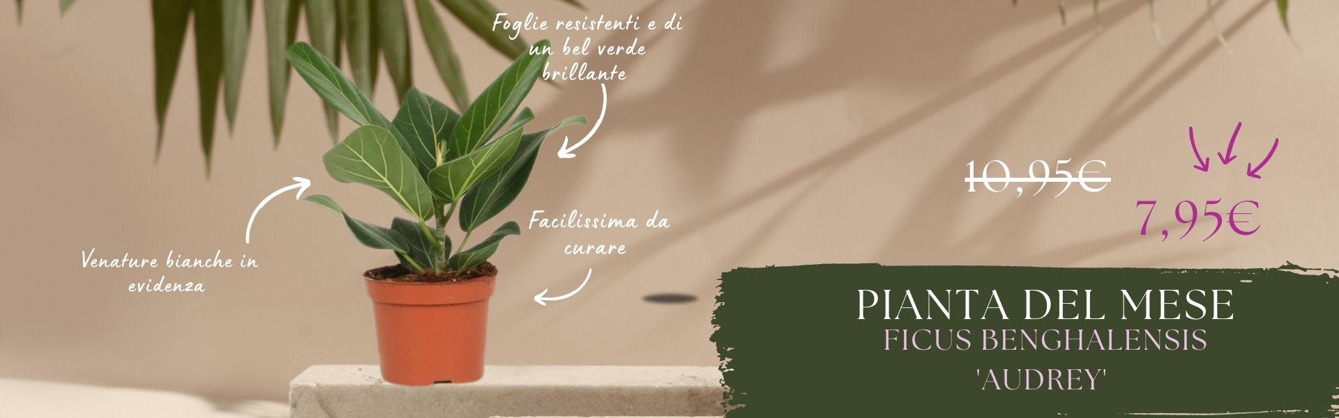 Pianta del mese
