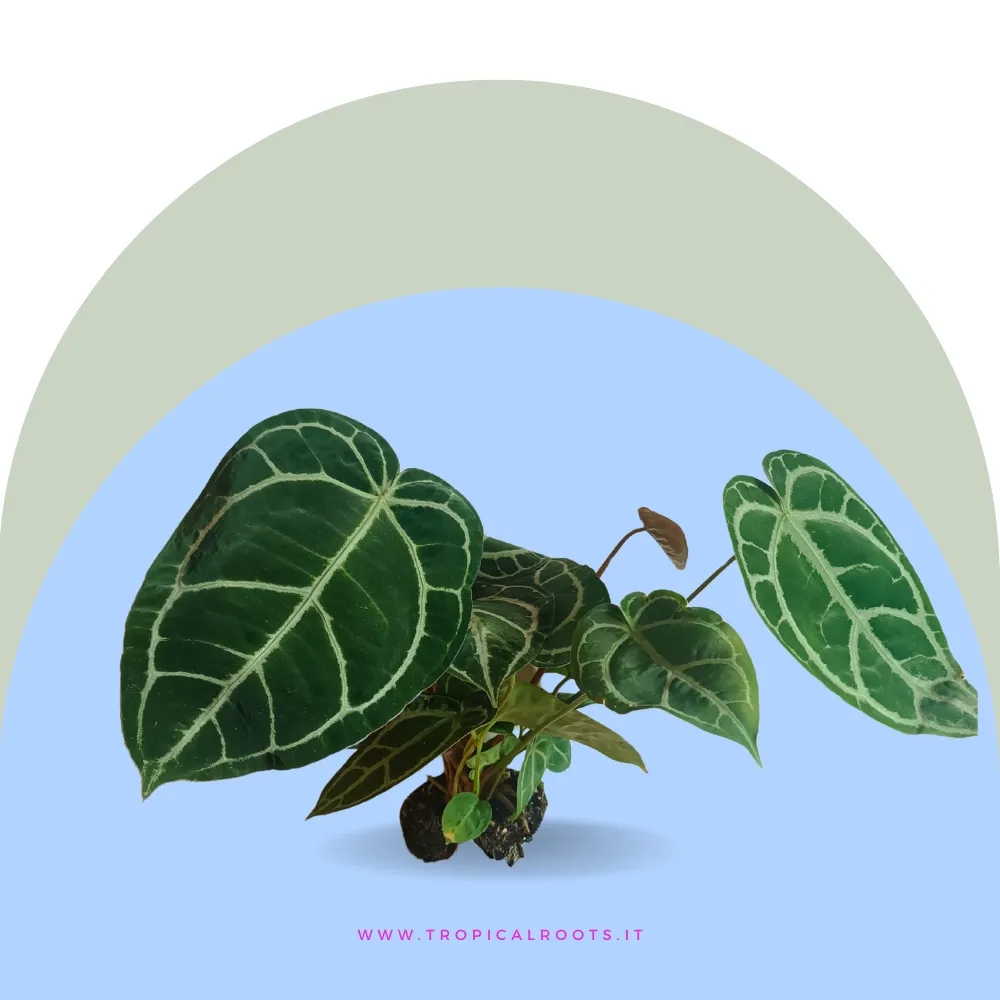 Anthurium crystallinum