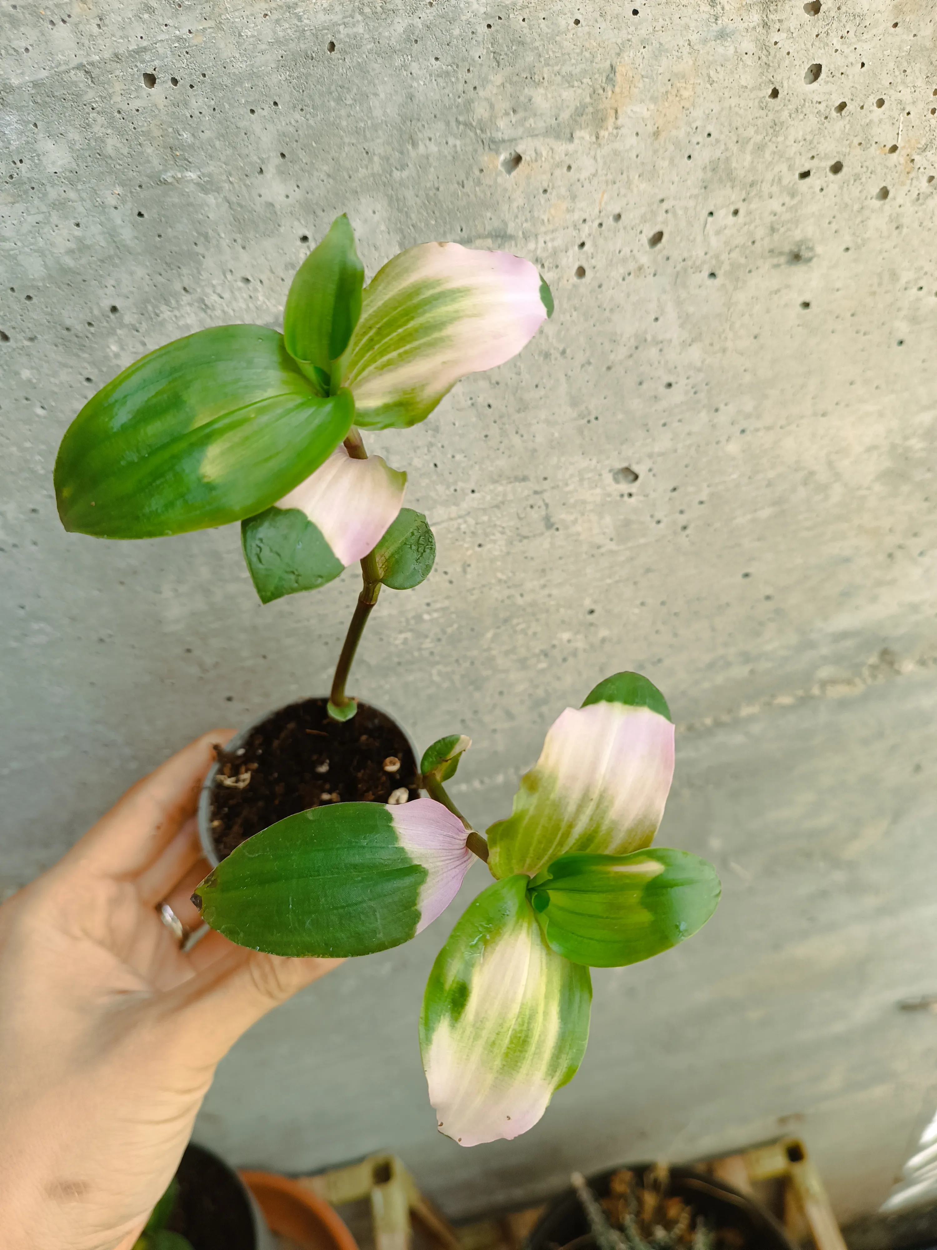 Tradescantia Blushing Bride Baby