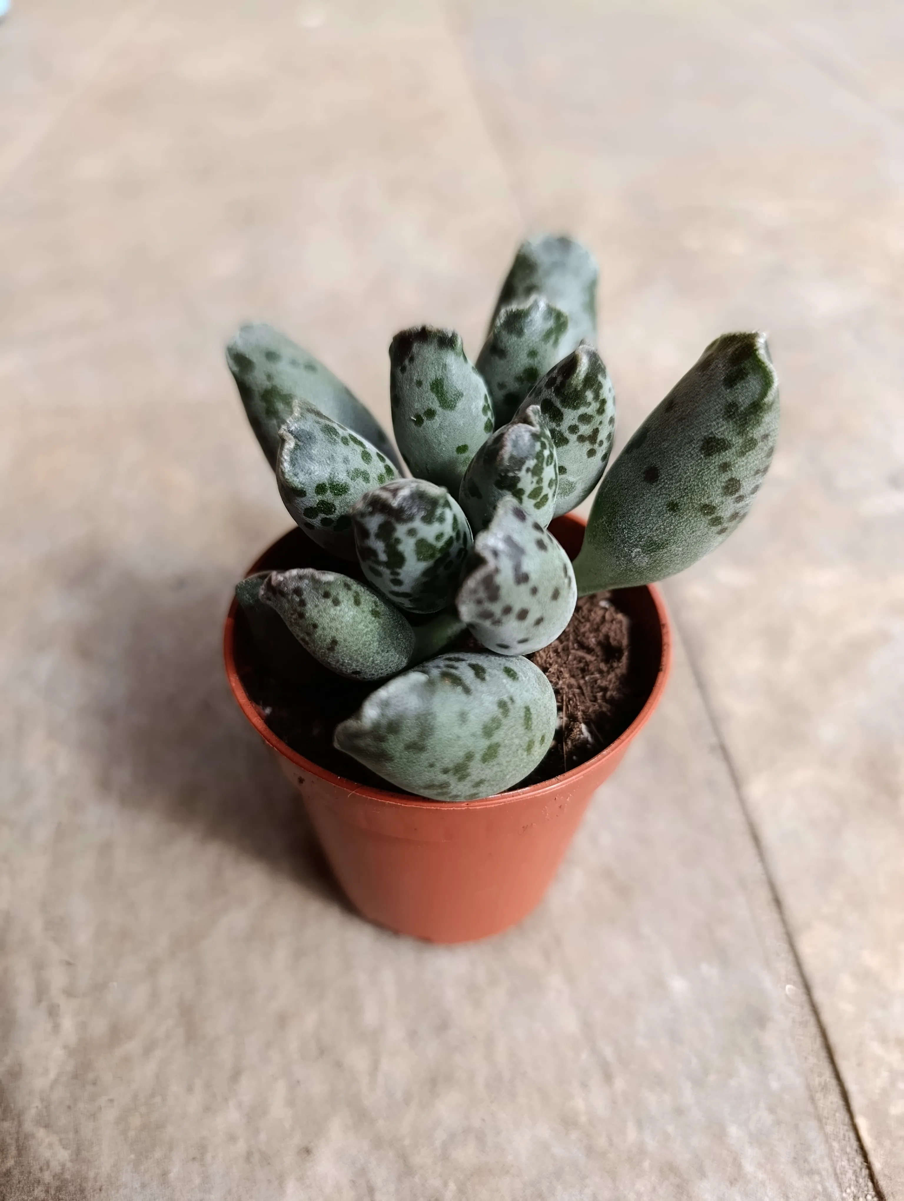 Adromischus cooperi