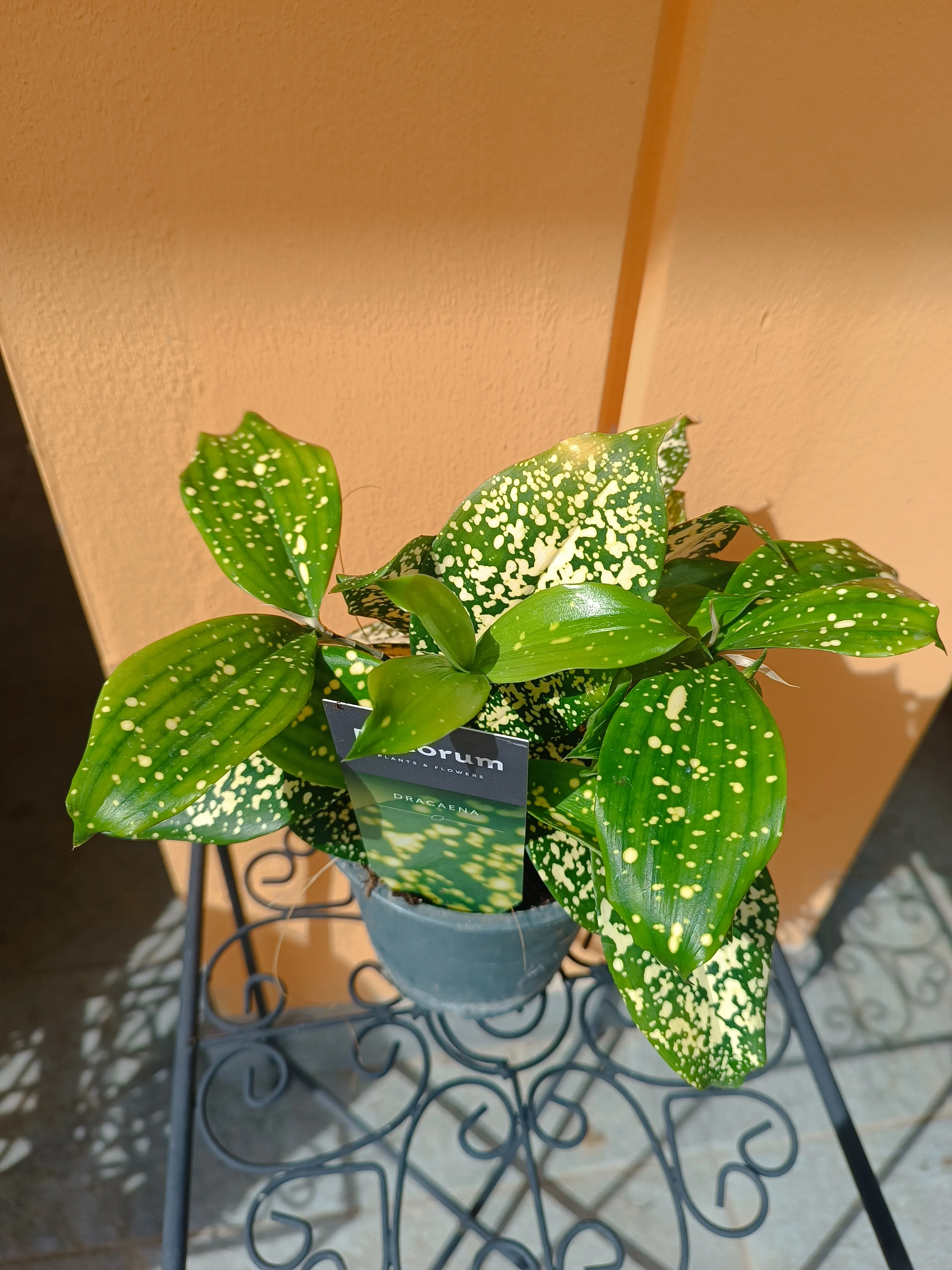 Dracena surculosa