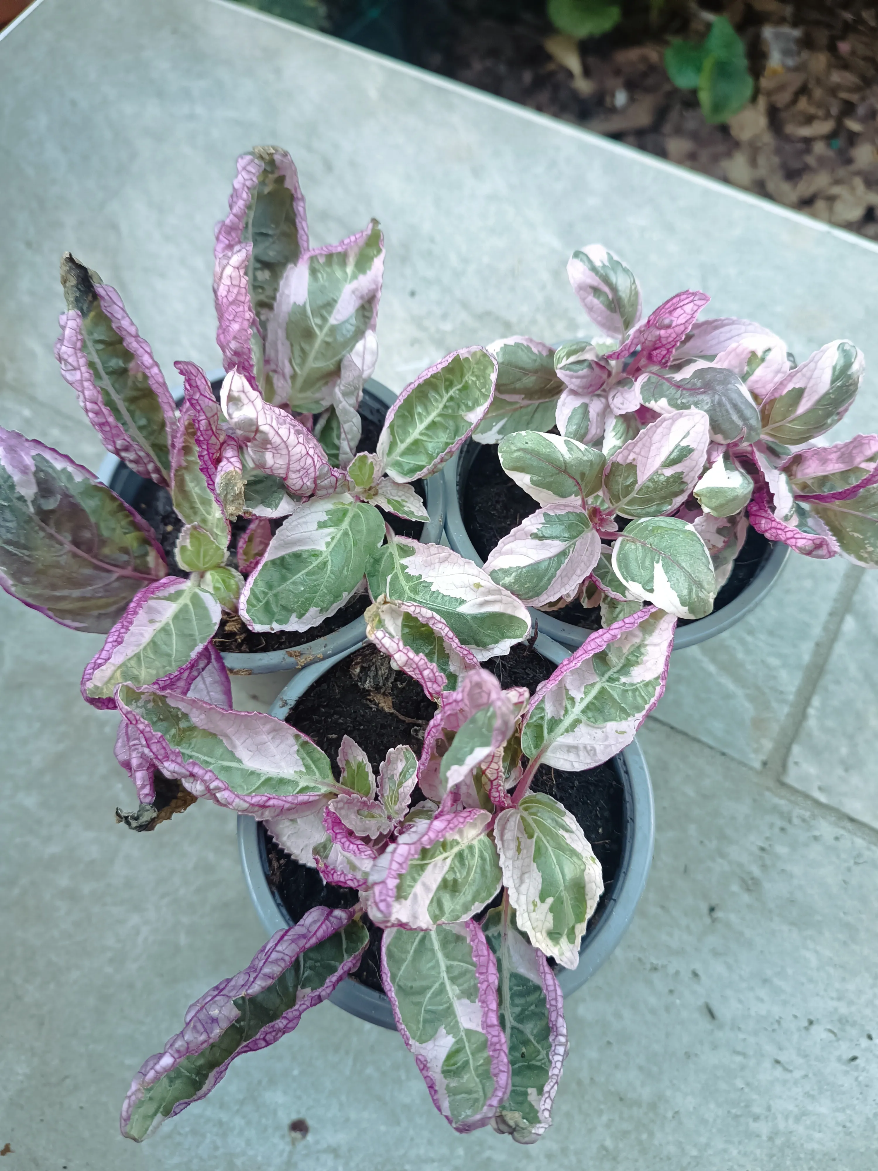 Hemigraphis snow White baby 