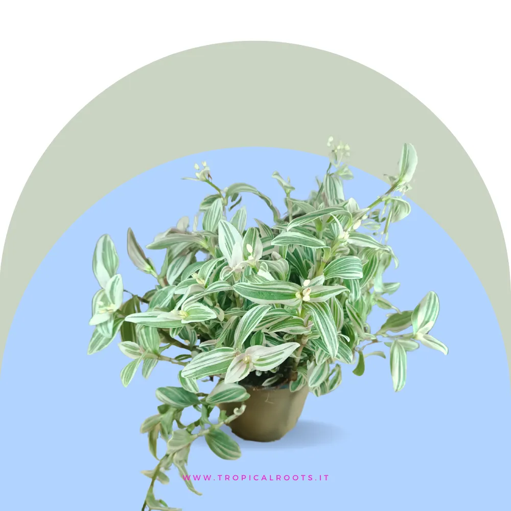 Tradescantia fluminensis variegata