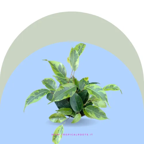  Ficus benjamina 'Anastasia' baby