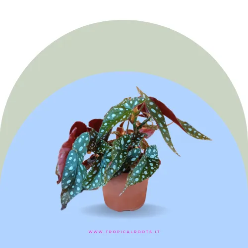 Begonia Maculata
