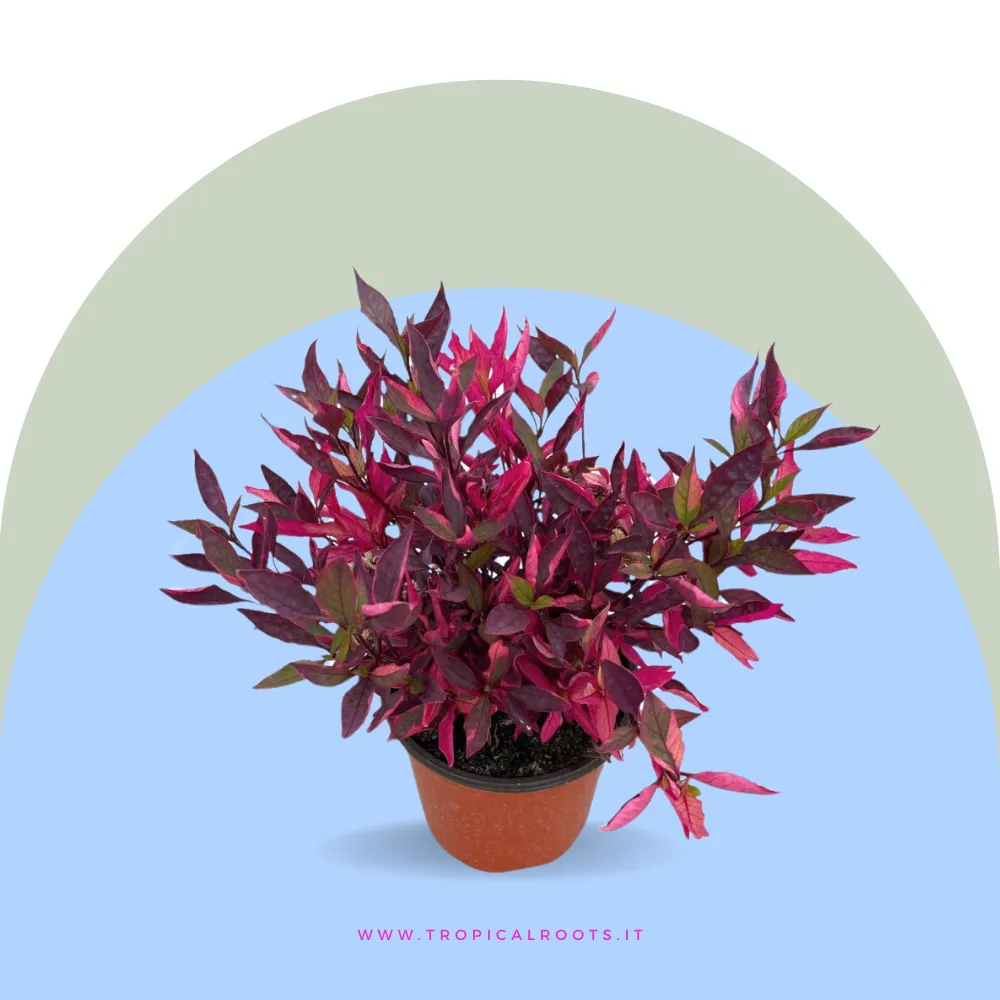 Alternanthera Brasiliana