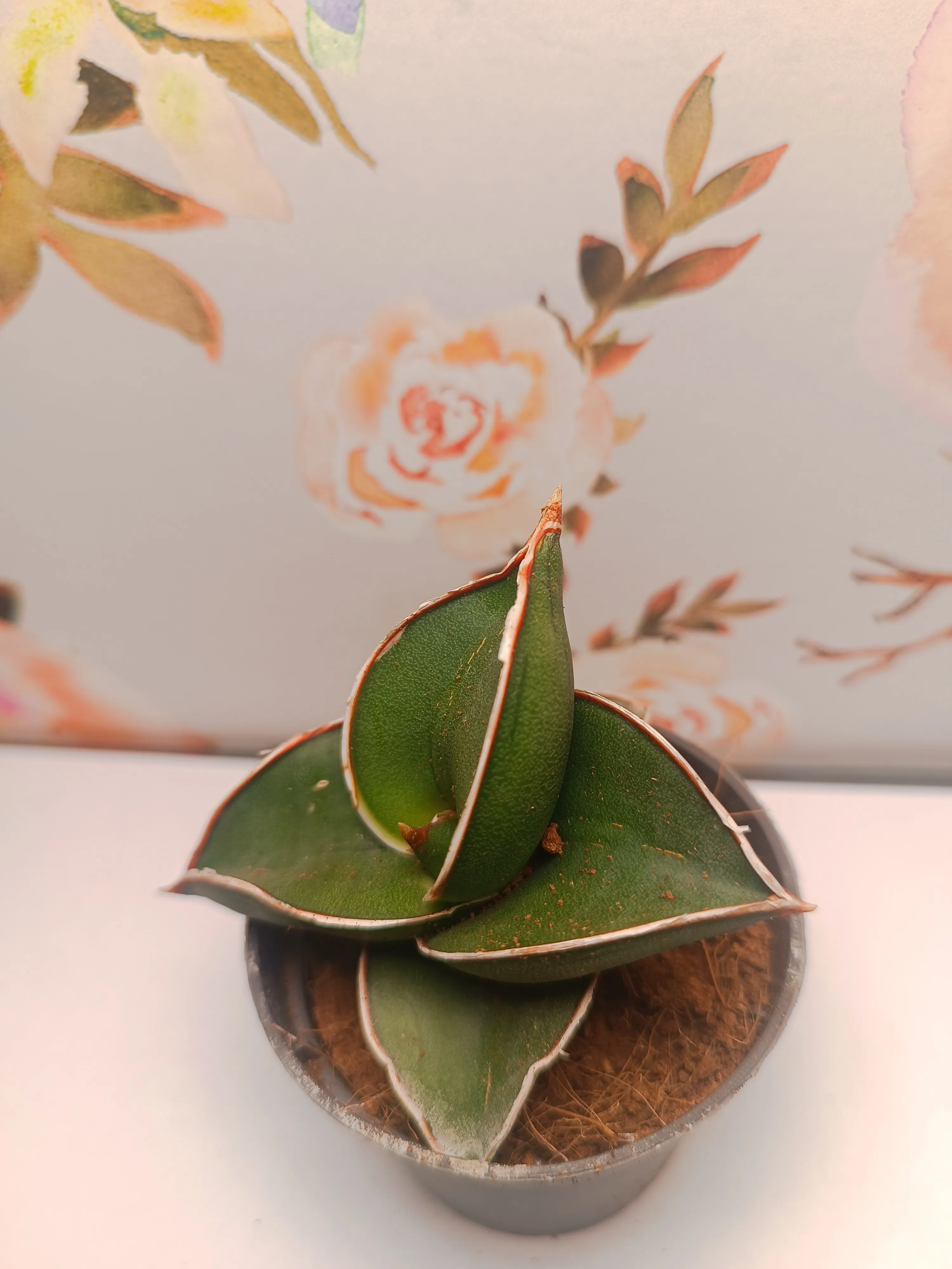 Sansevieria ehrenbergii Samurai