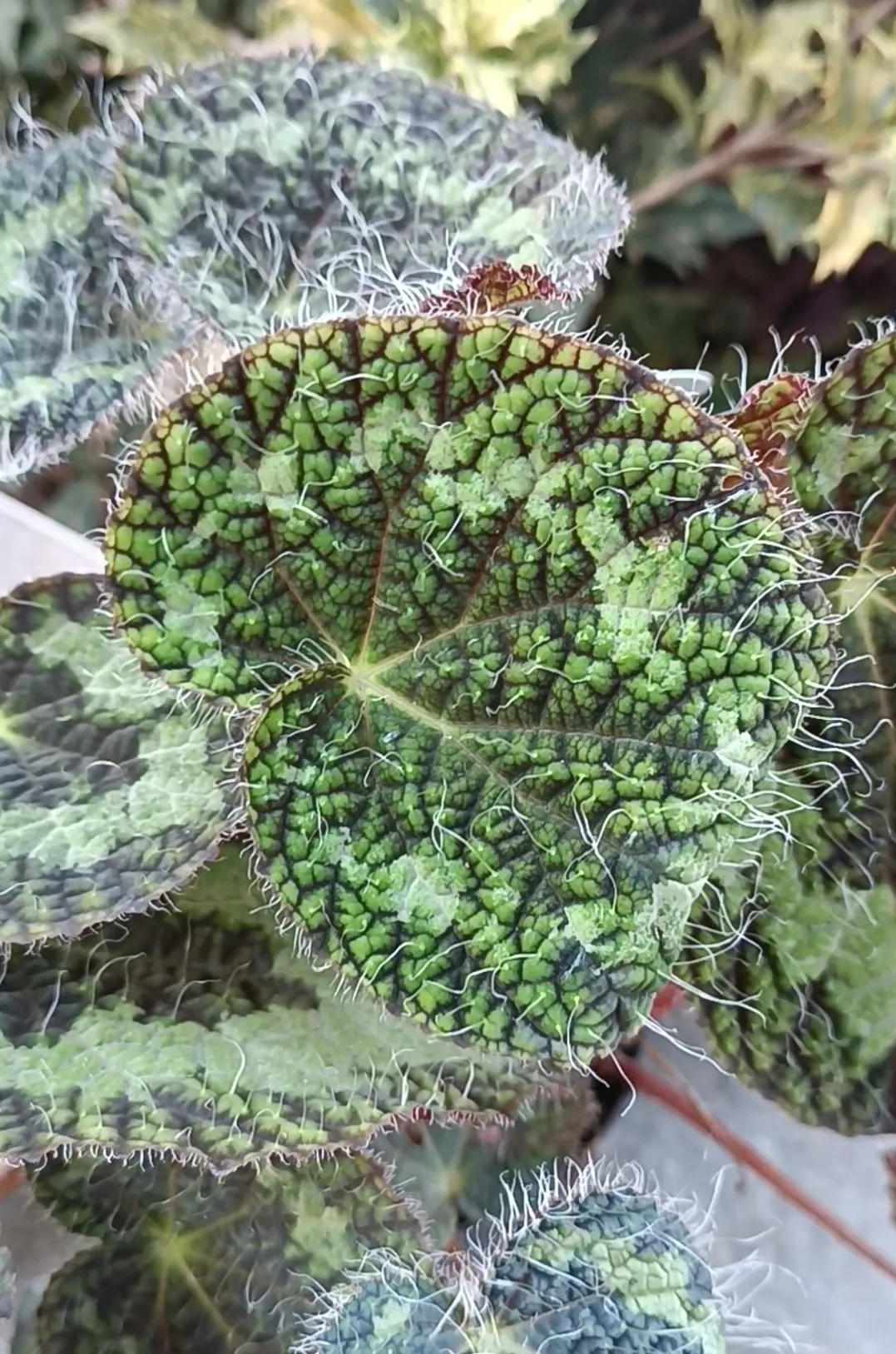 Begonia Sizemoreae