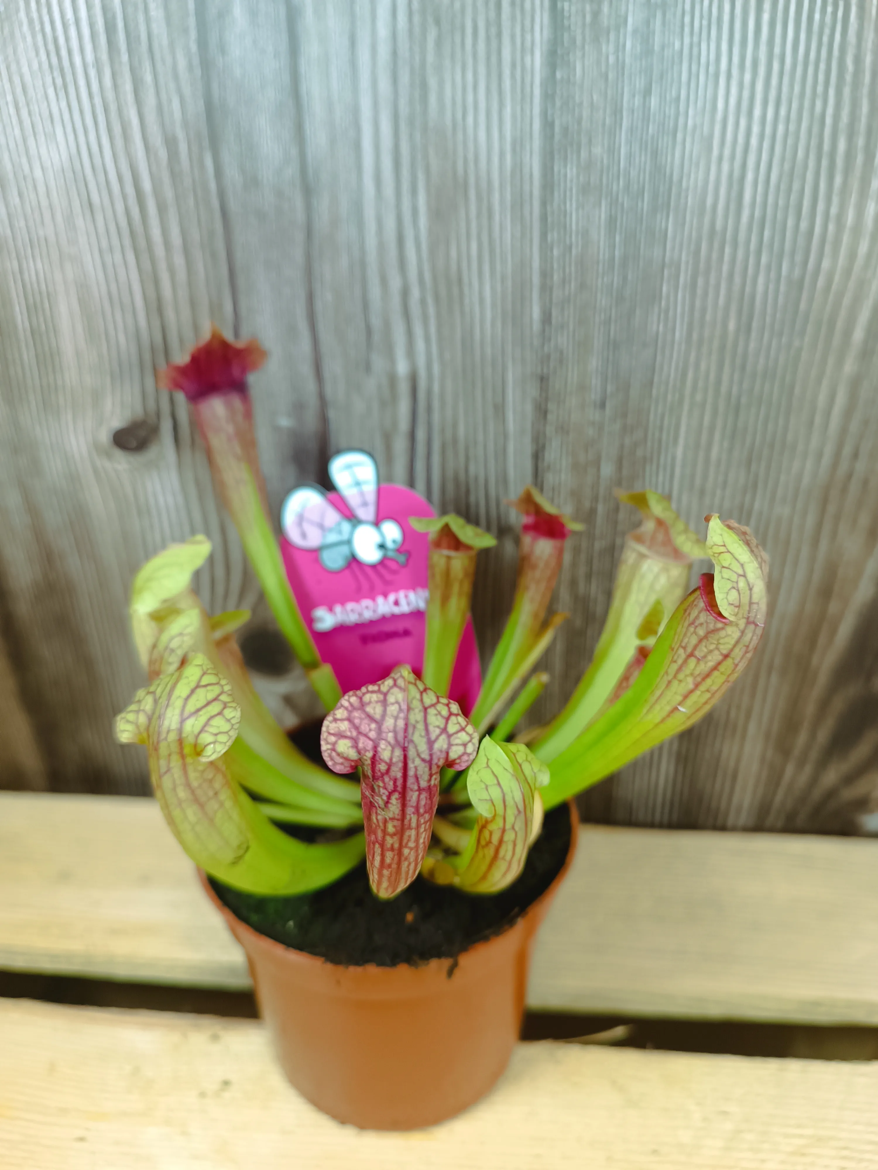 Sarracenia carnivora