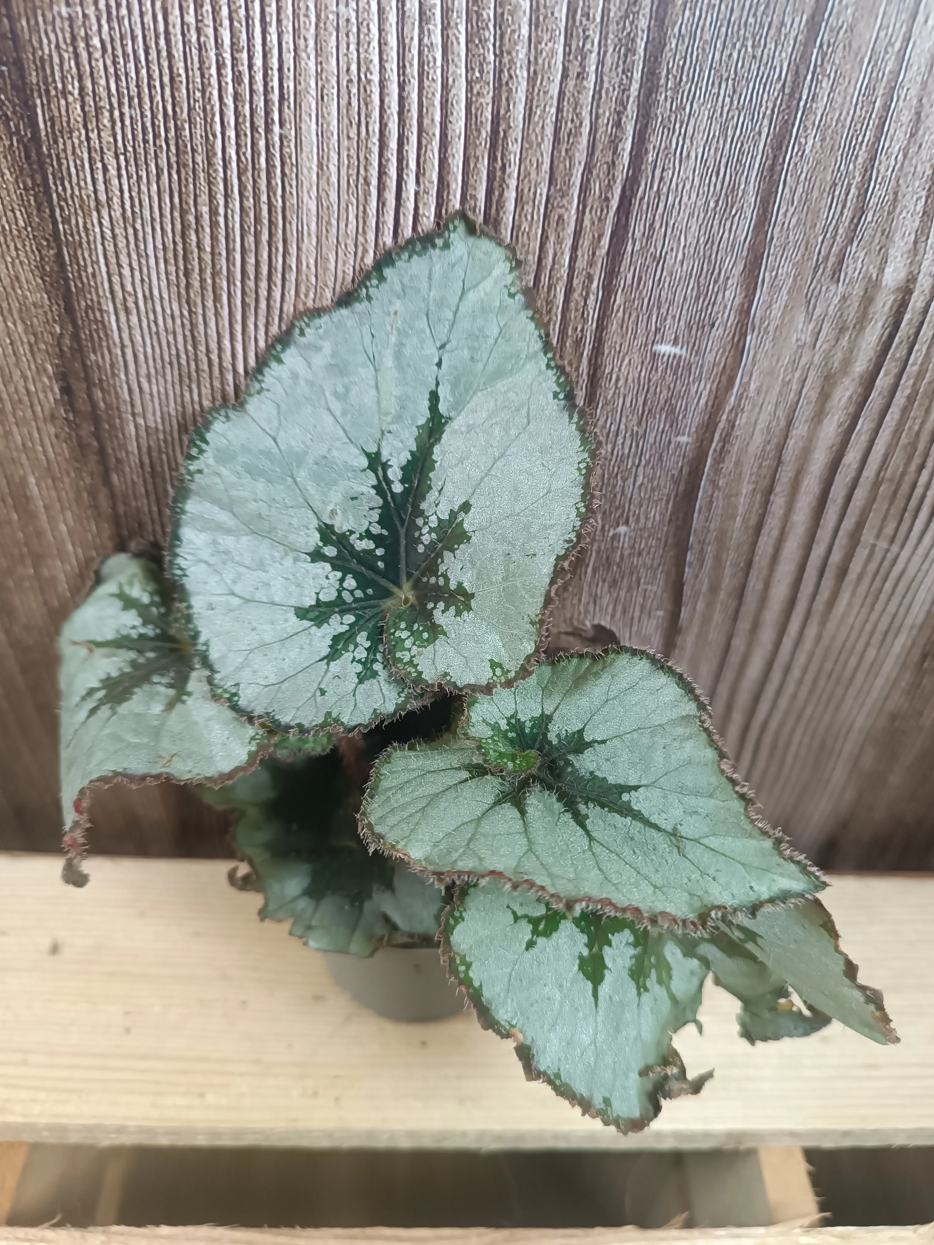 Begonia 'Escargot'