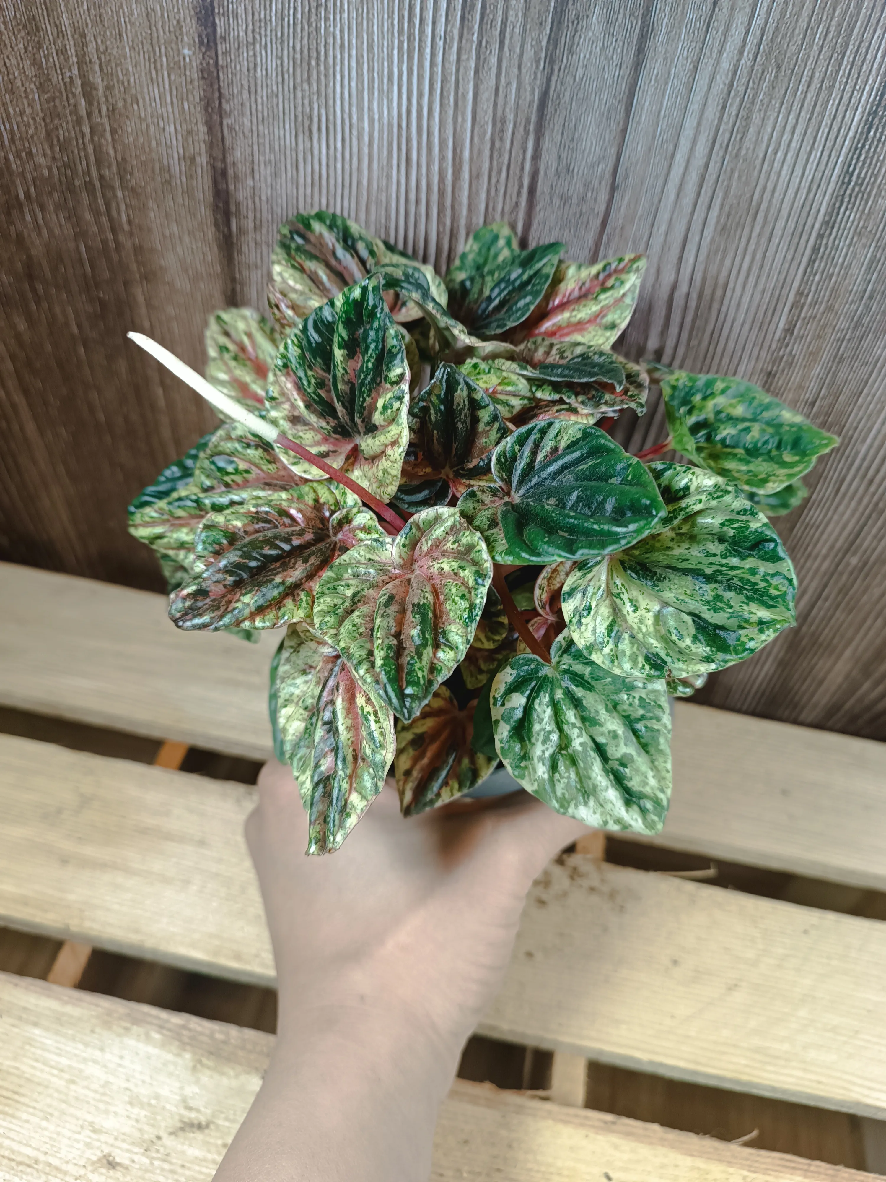 Peperomia caperata variegata