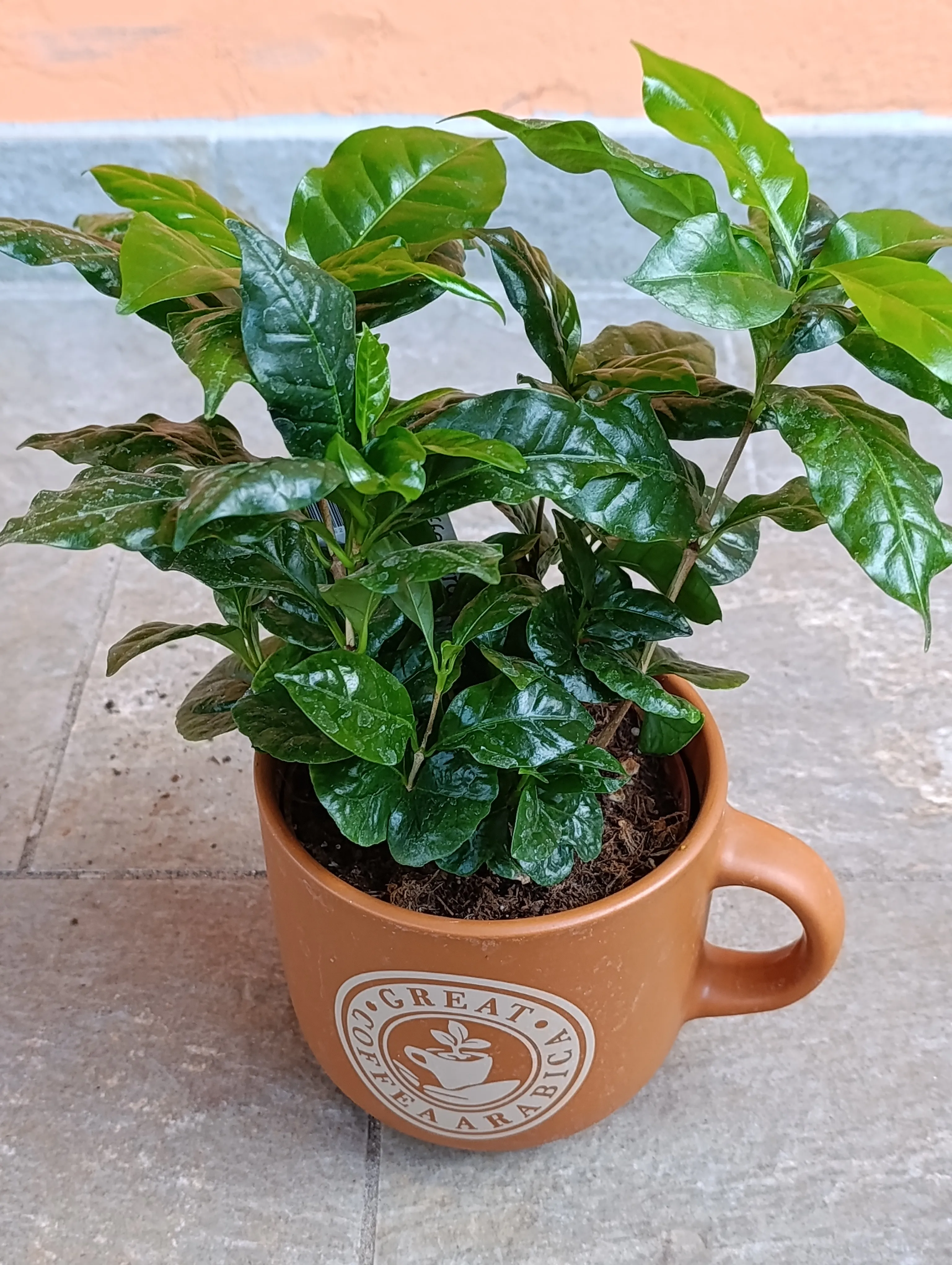 Caffè arabica vaso tazza