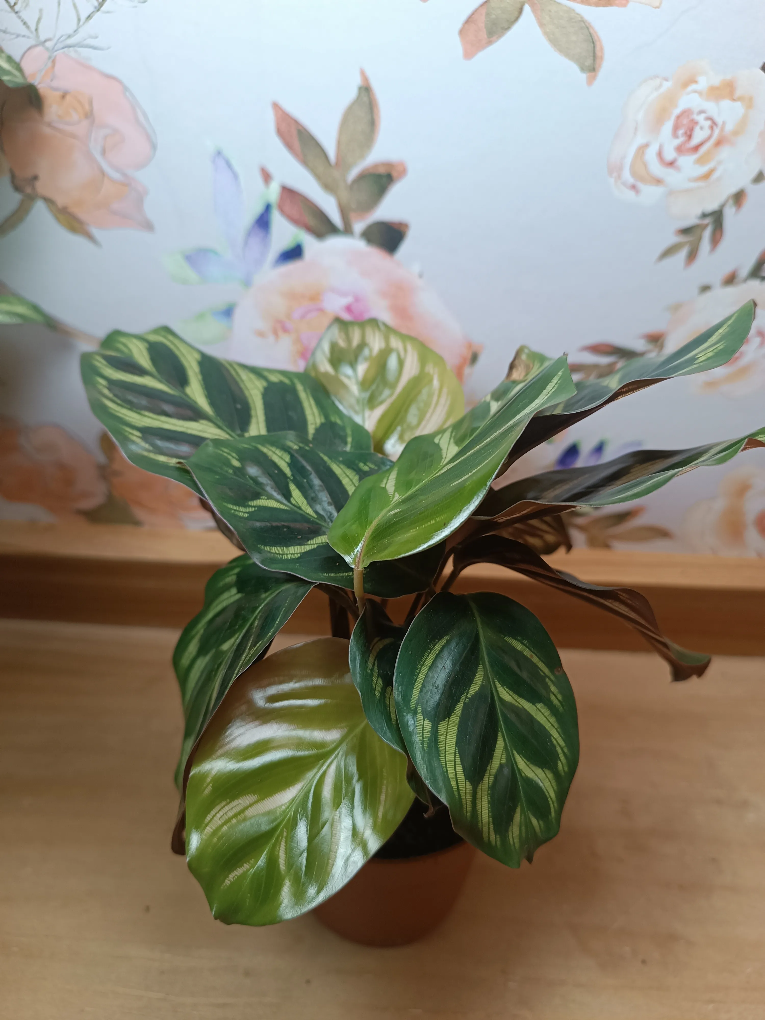 Calathea Makoyana