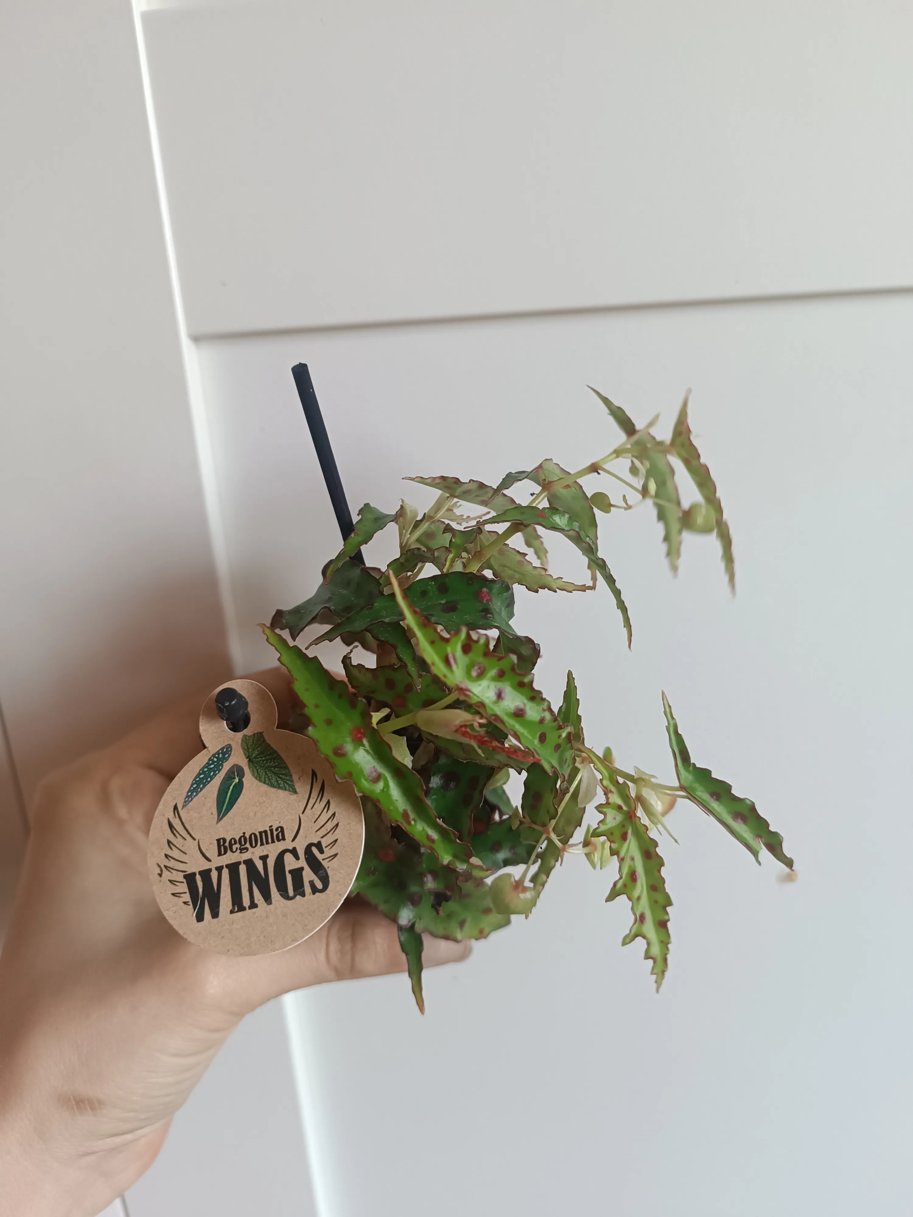 Begonia amphioxus