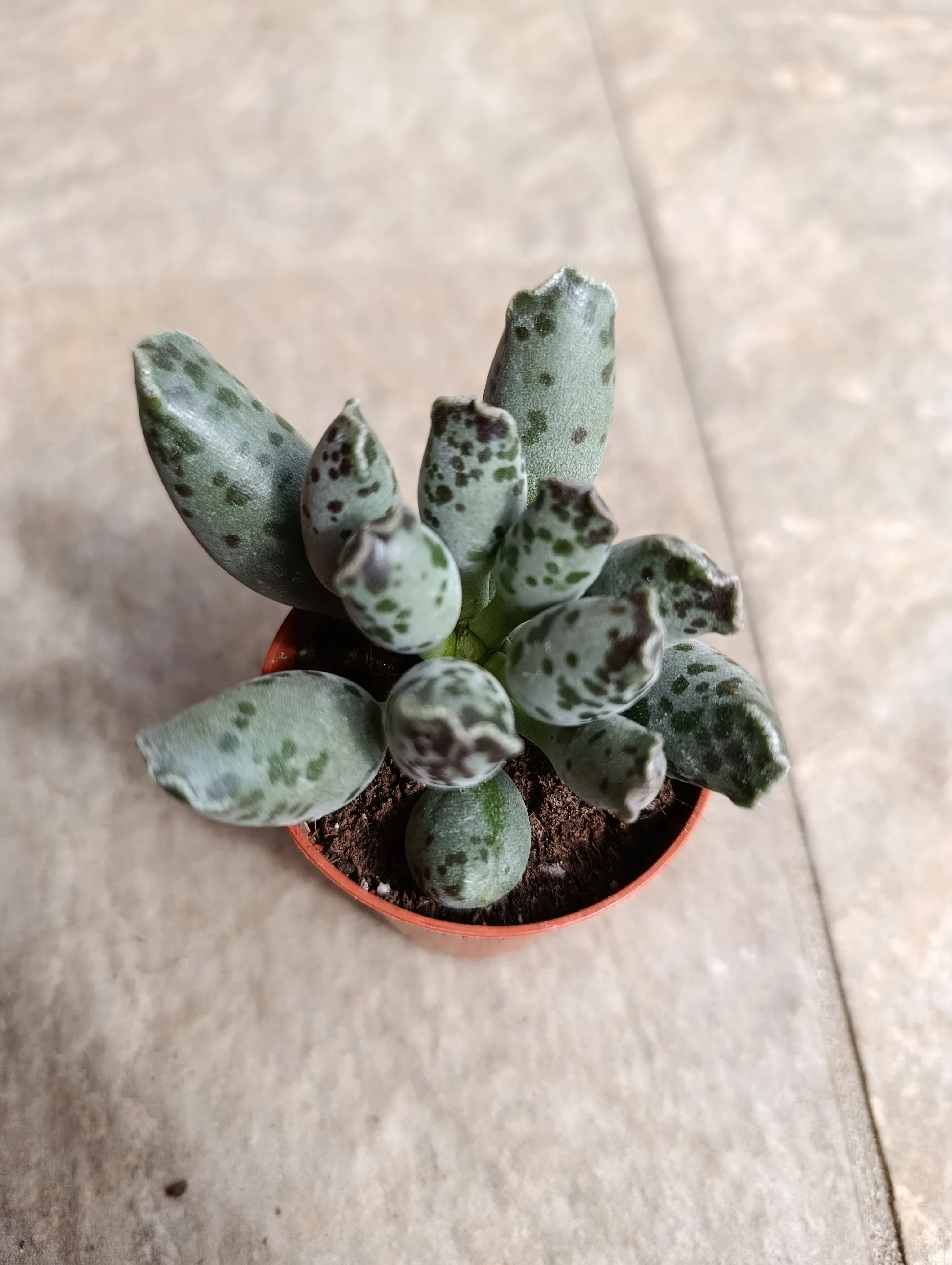 Adromischus cooperi