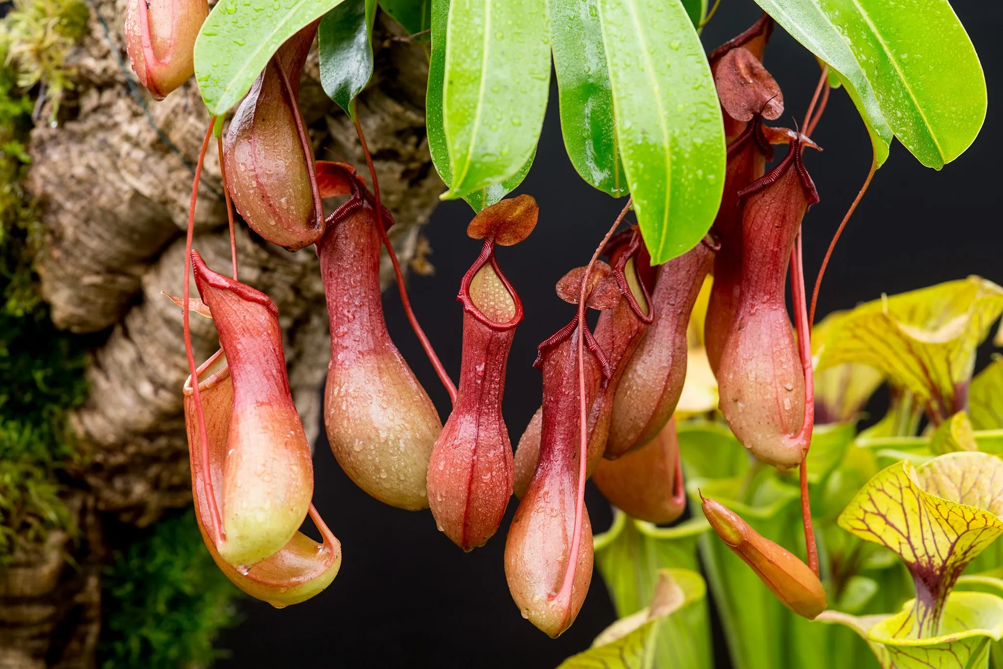 Nepenthes carnivora