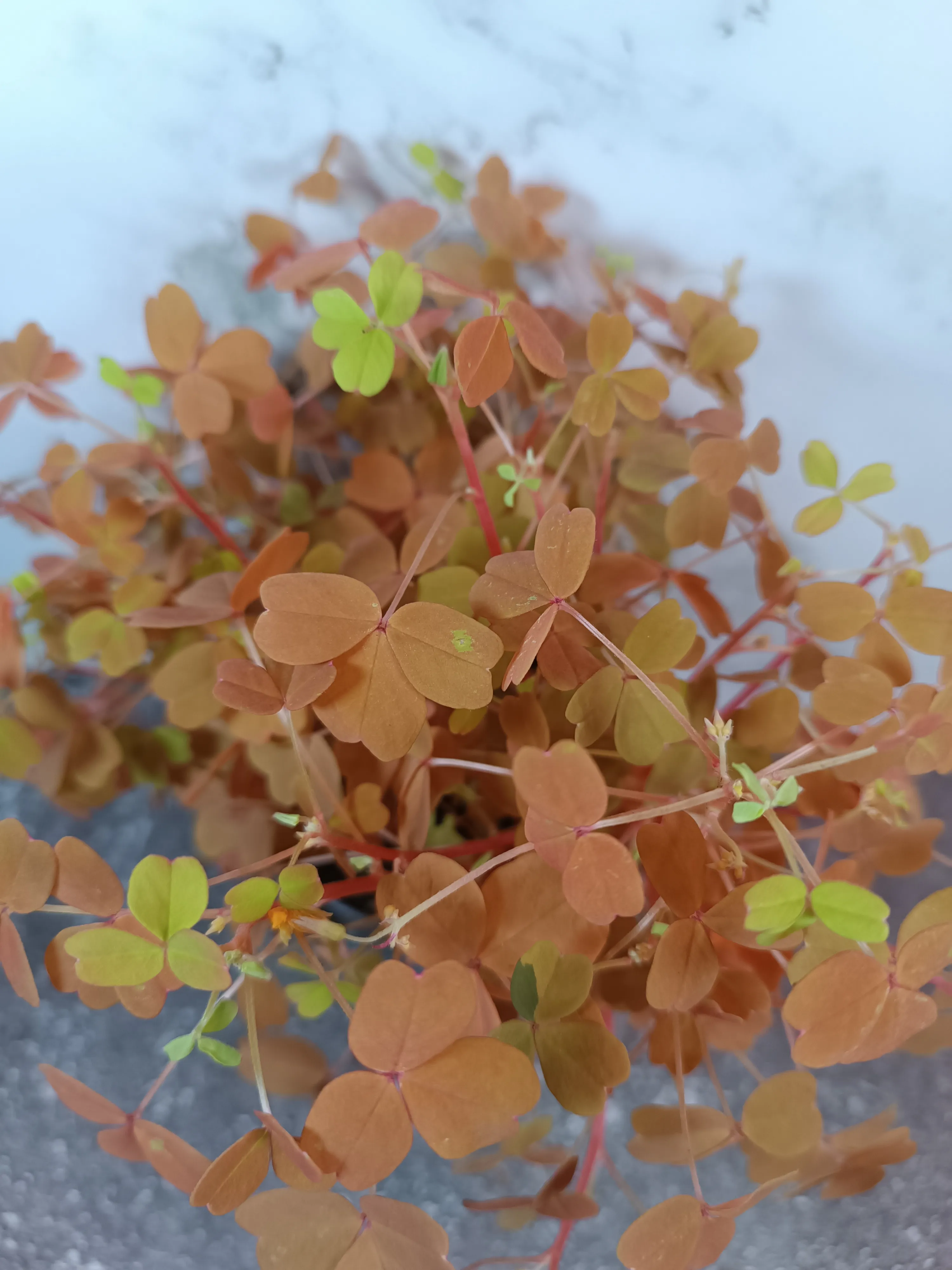 Oxalis Vulcanicola Sunset Gold