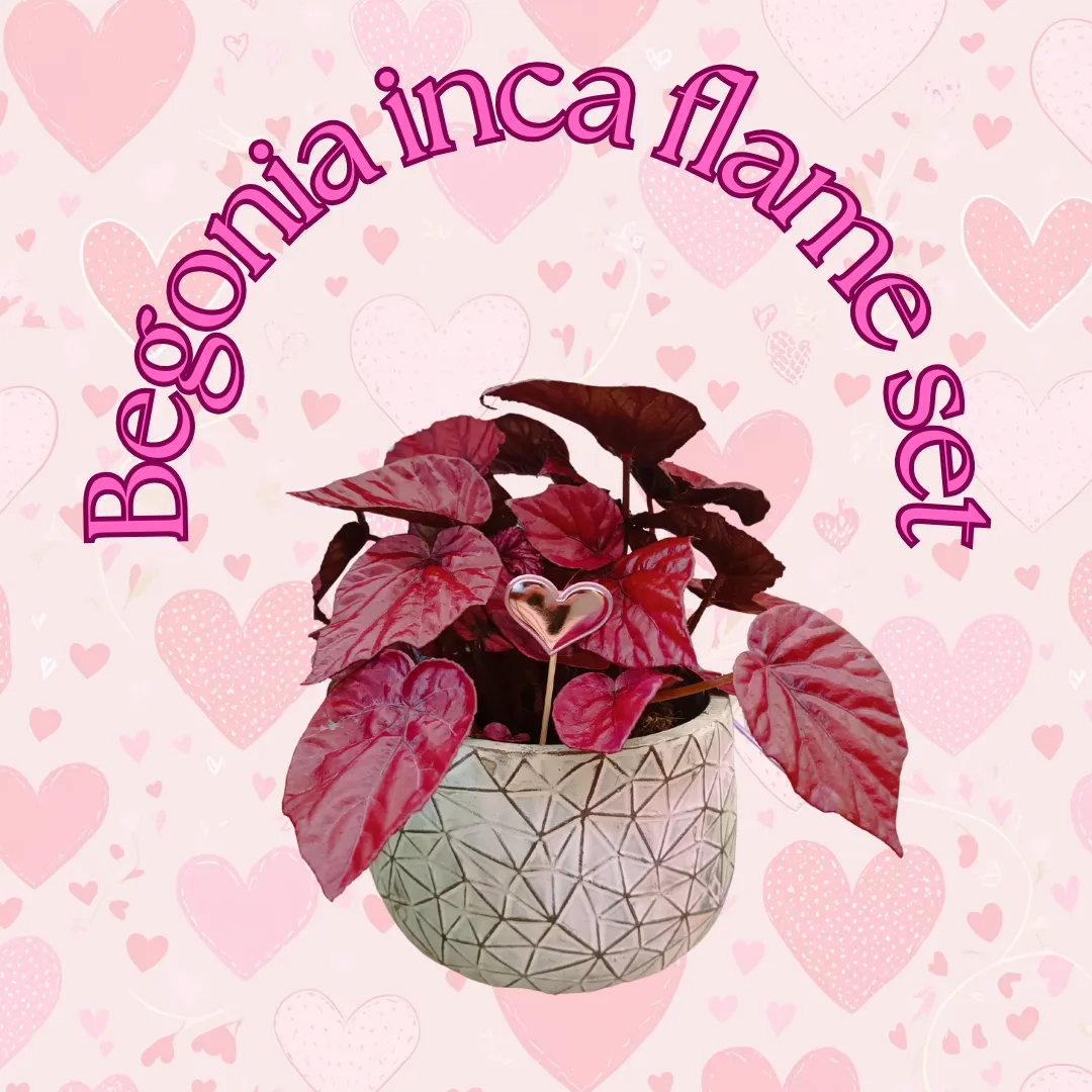 Begonia Inca Flame set