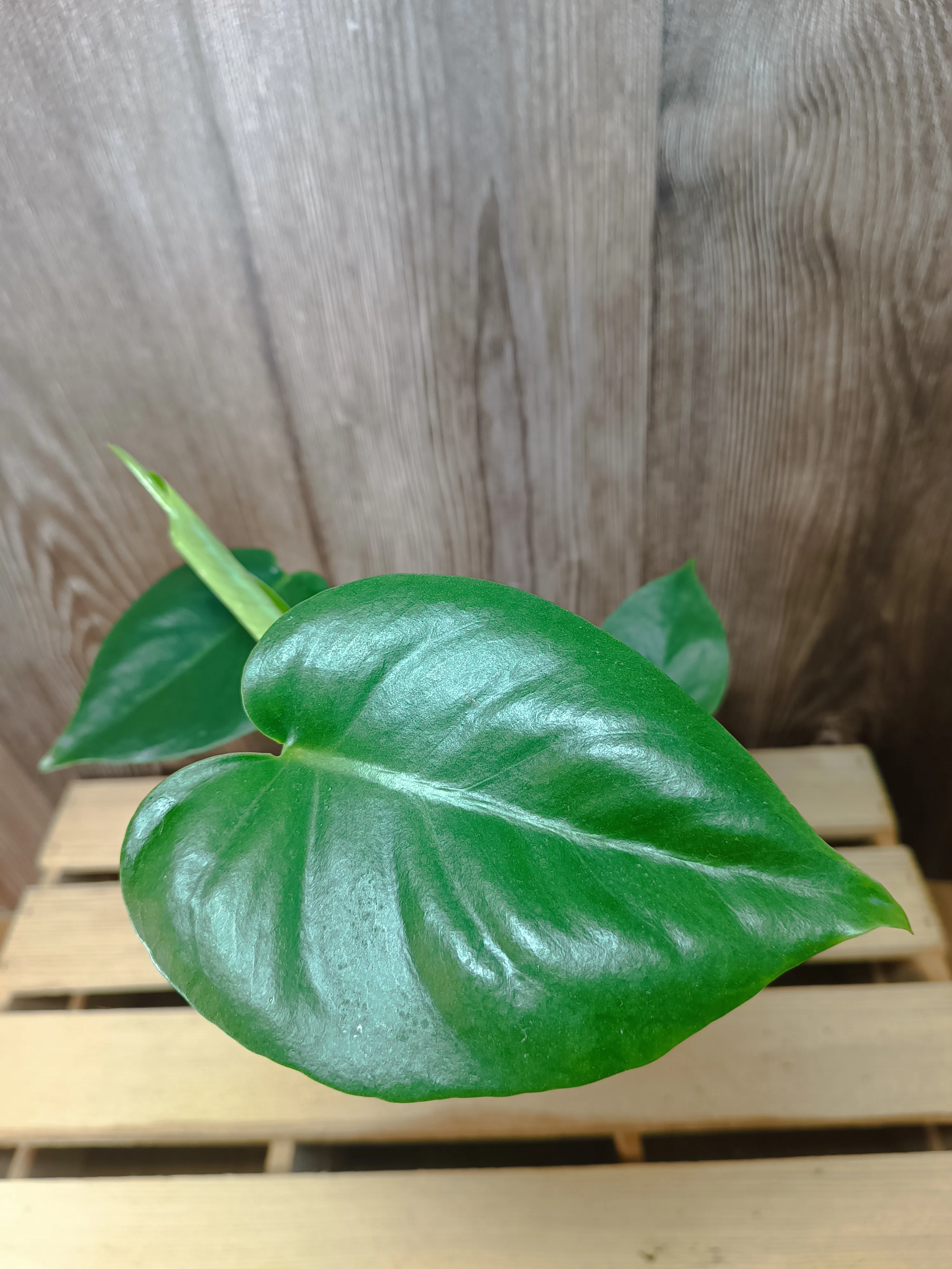 Monstera deliciosa