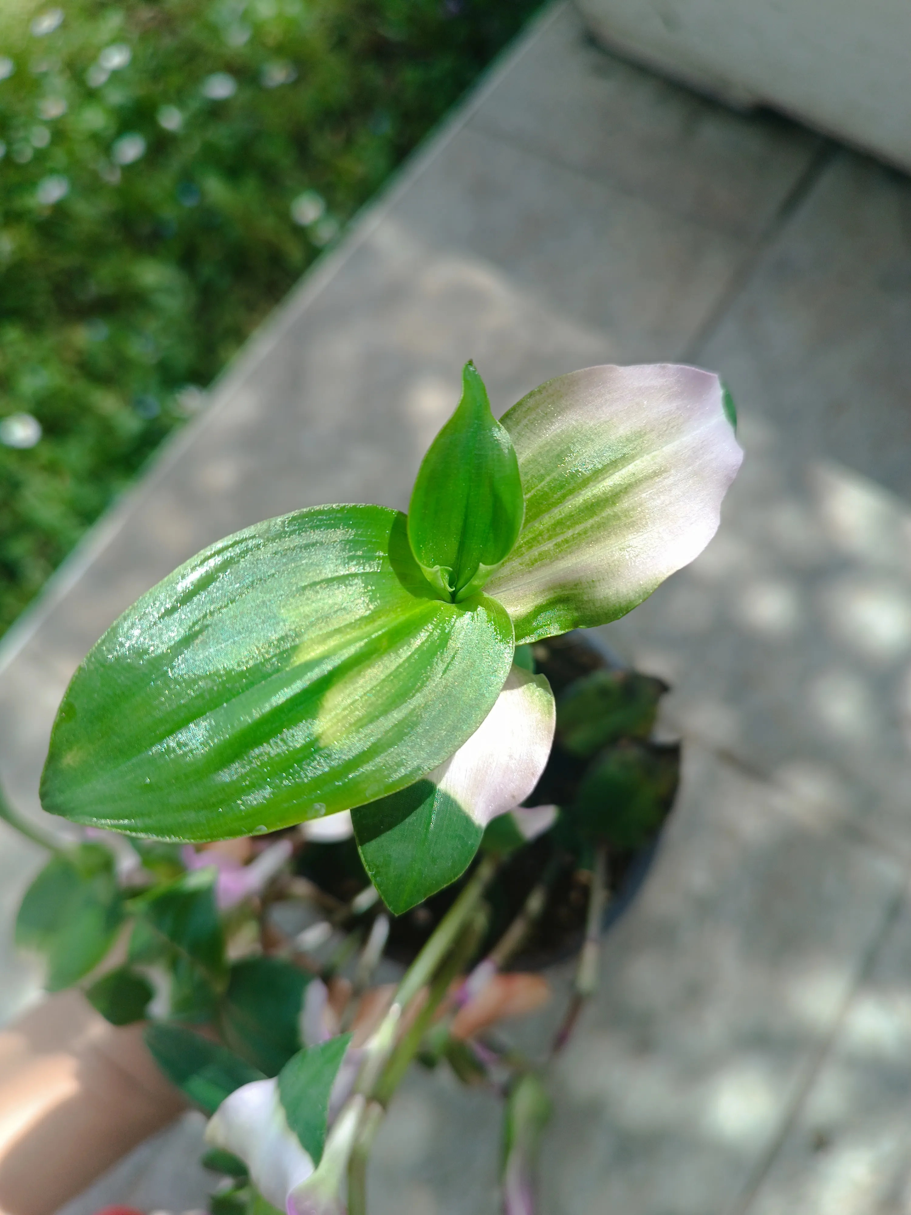 Tradescantia andersoniana Blushing Bride