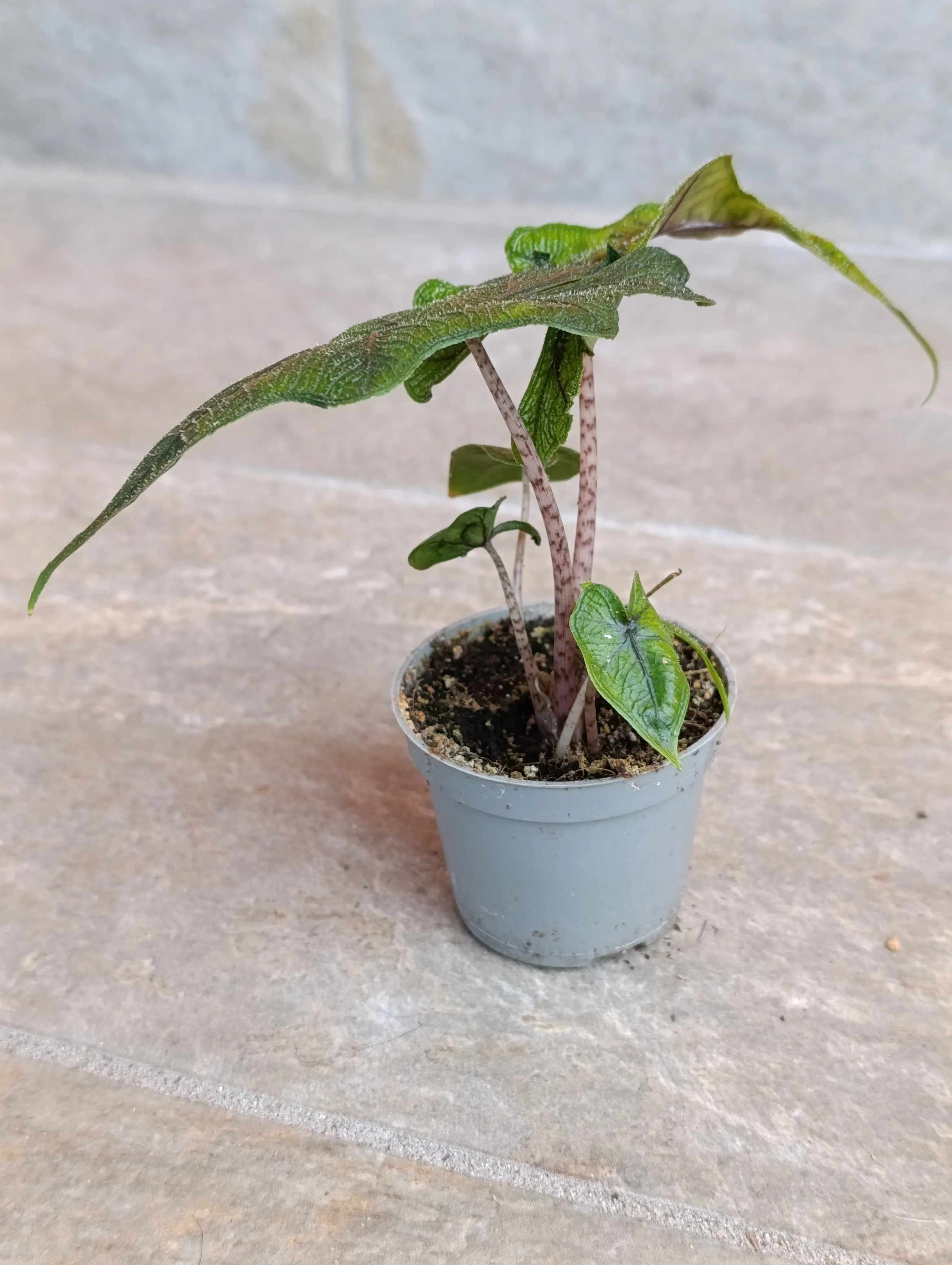 Alocasia Jacklin