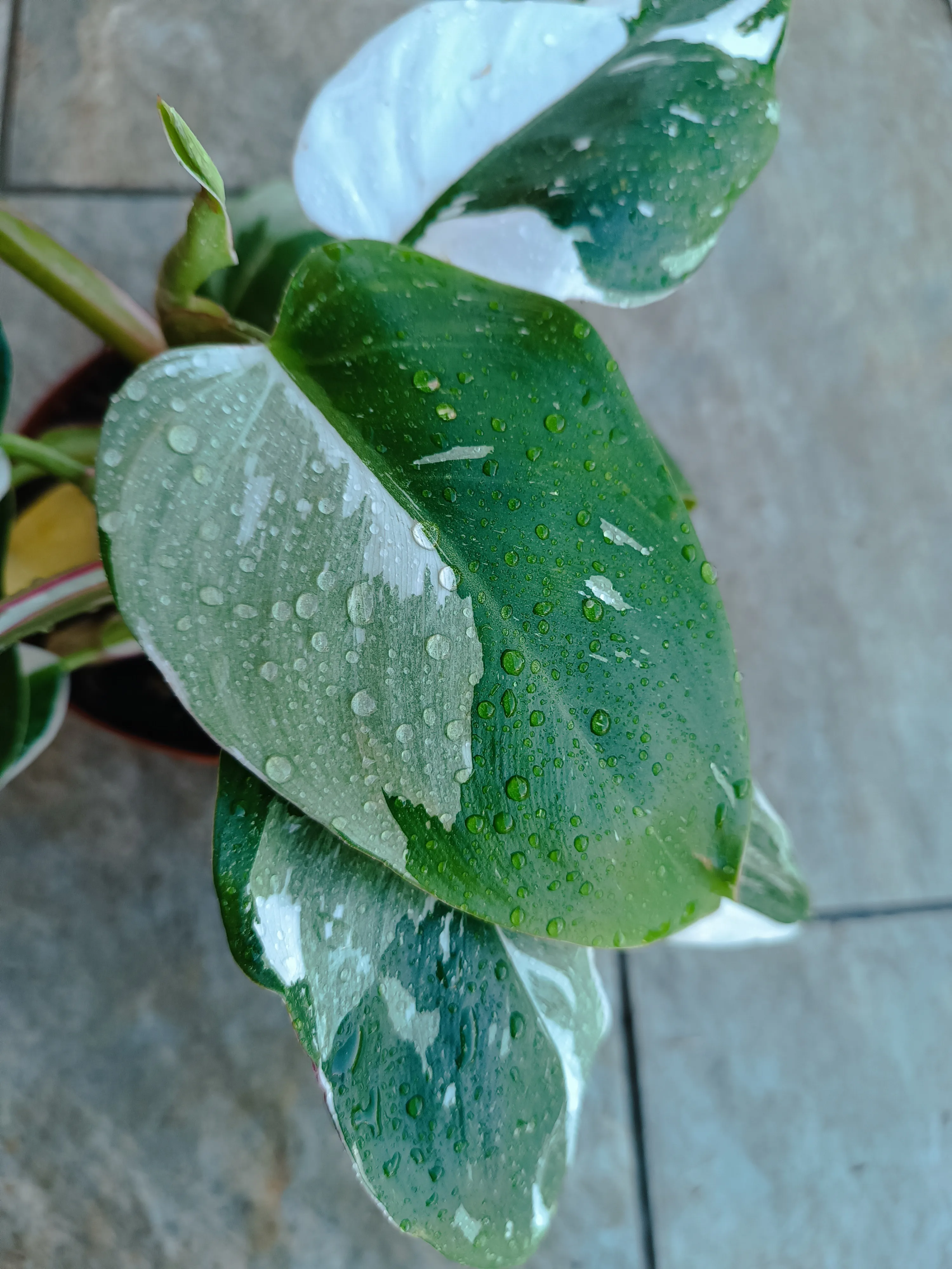 Philodendron 'White Princess'