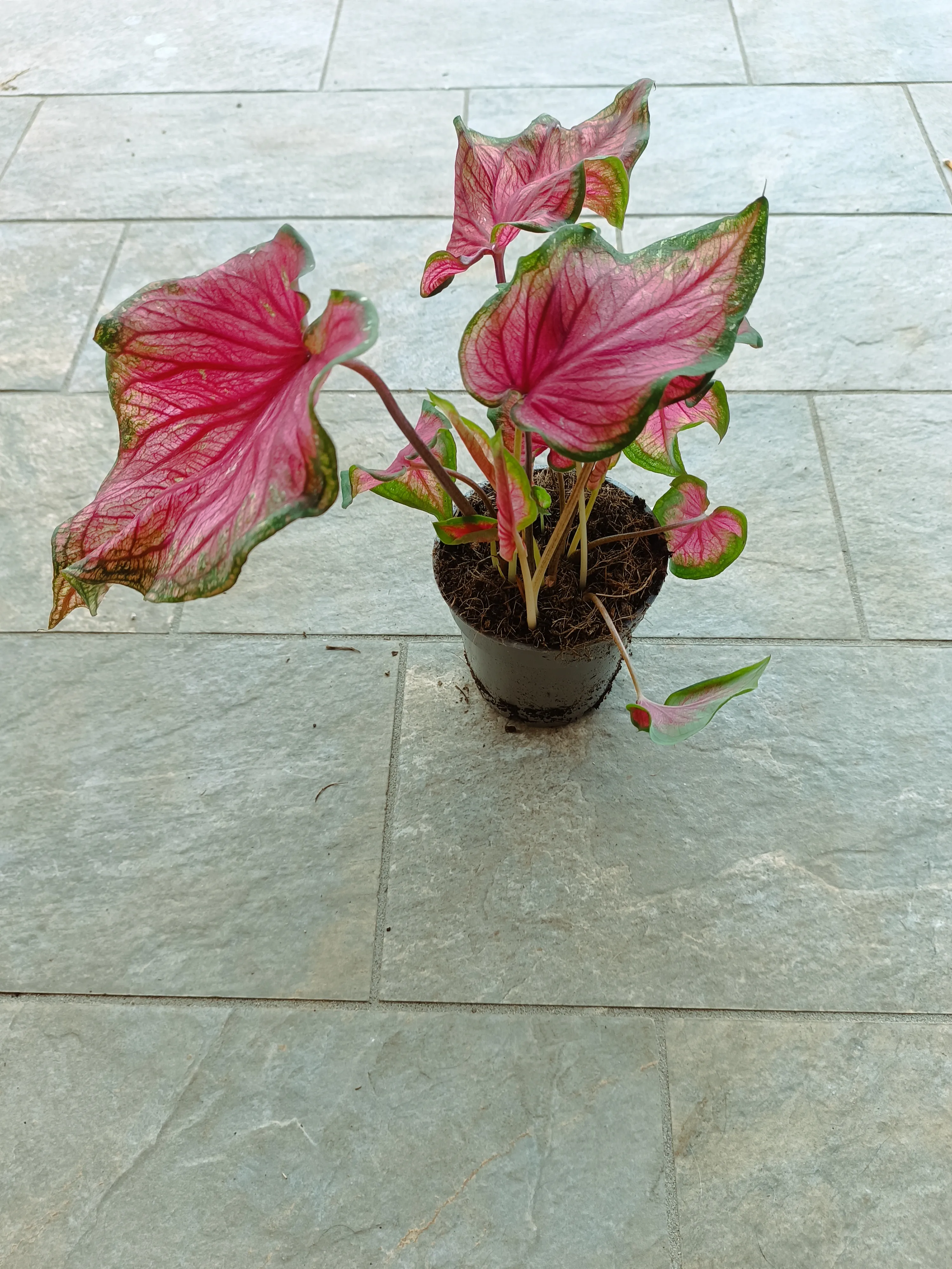 Caladium Sweet Heart big