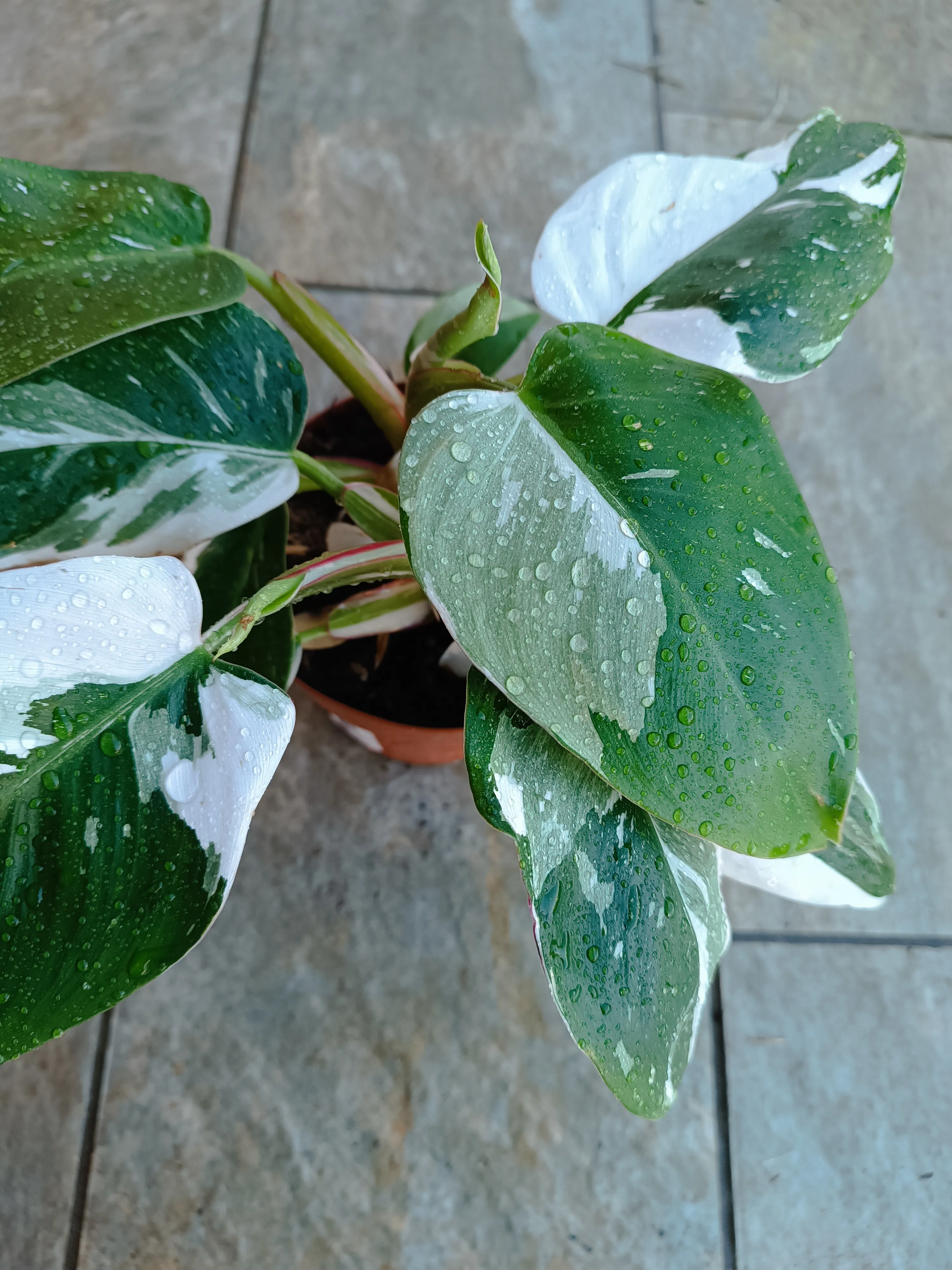 Philodendron 'White Princess'