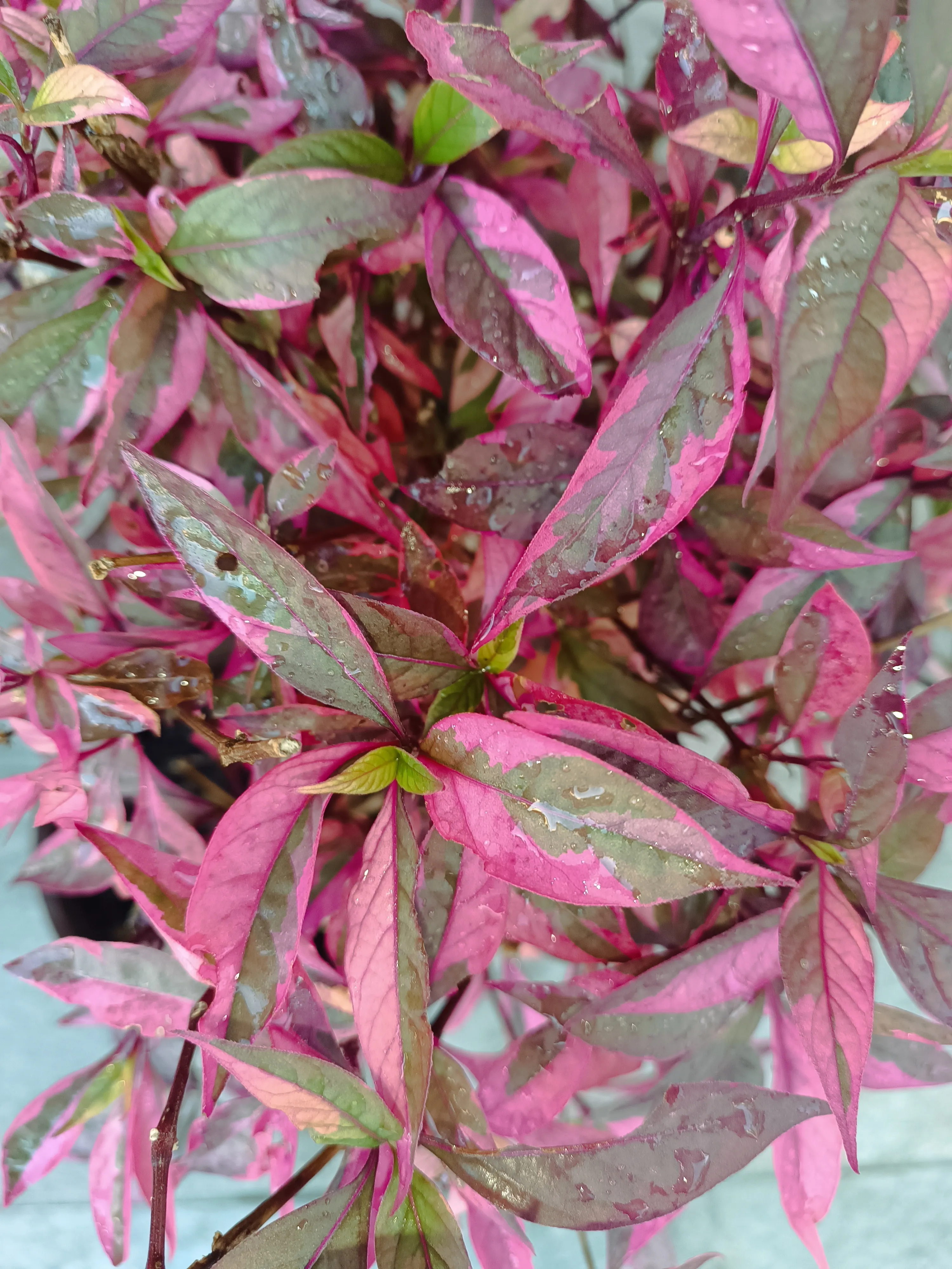 Alternanthera Brasiliana