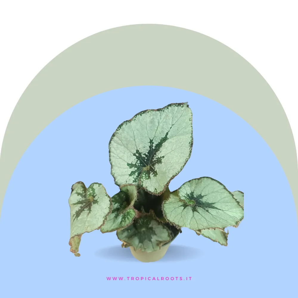 Begonia 'Escargot' 
