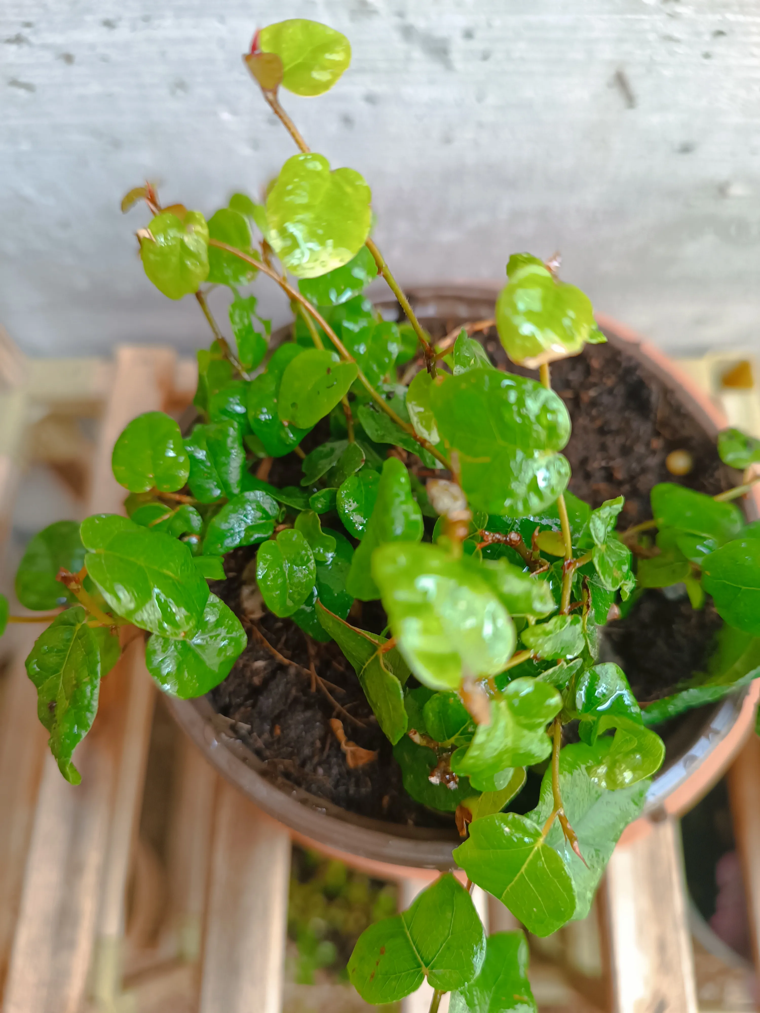 Ficus repens