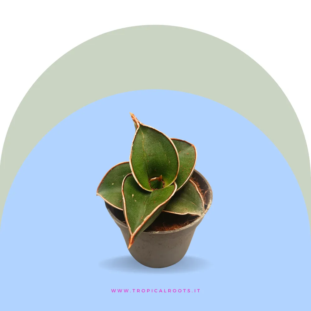 Sansevieria ehrenbergii Samurai