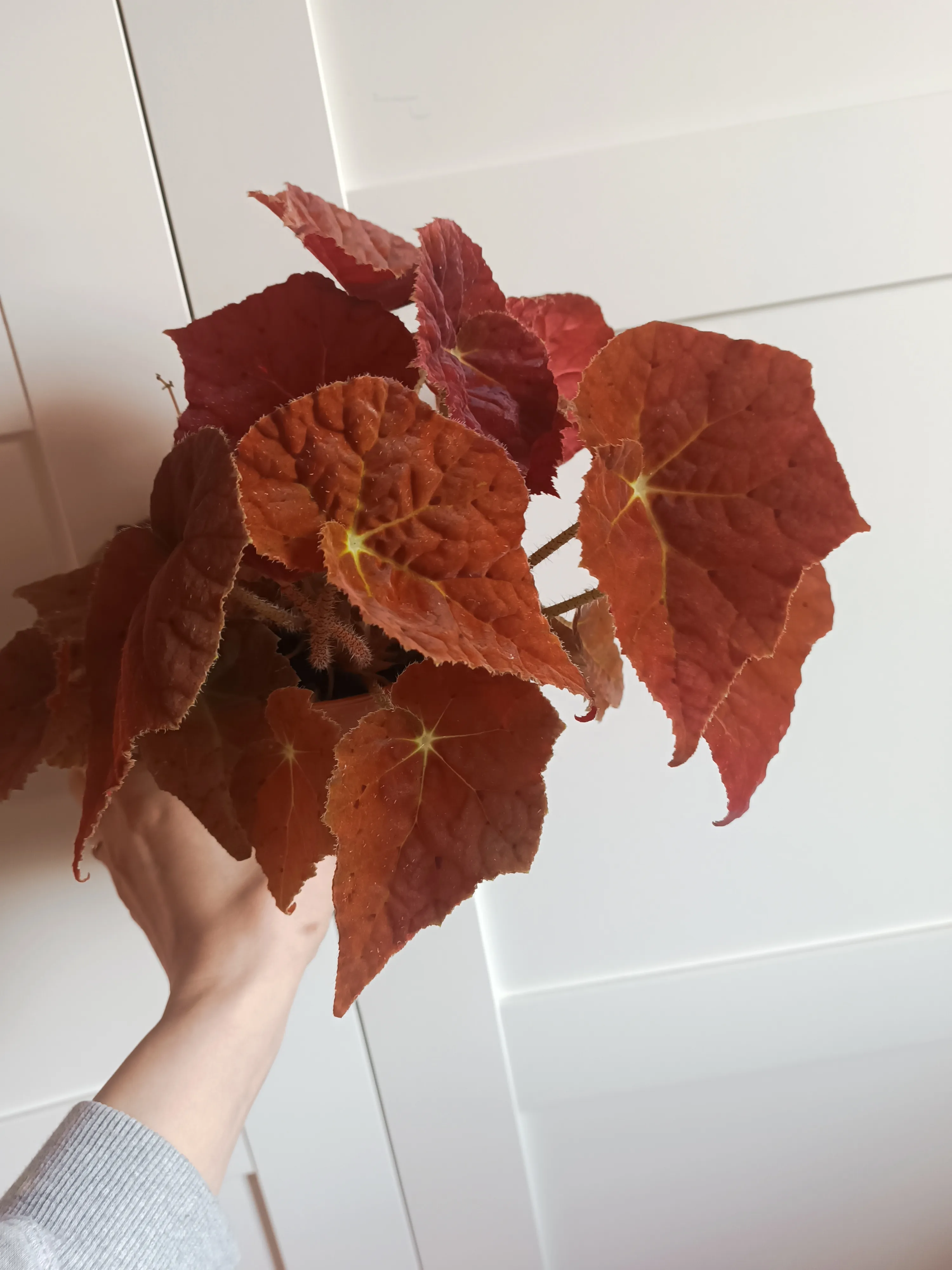 Begonia 'Autumn Ember' 