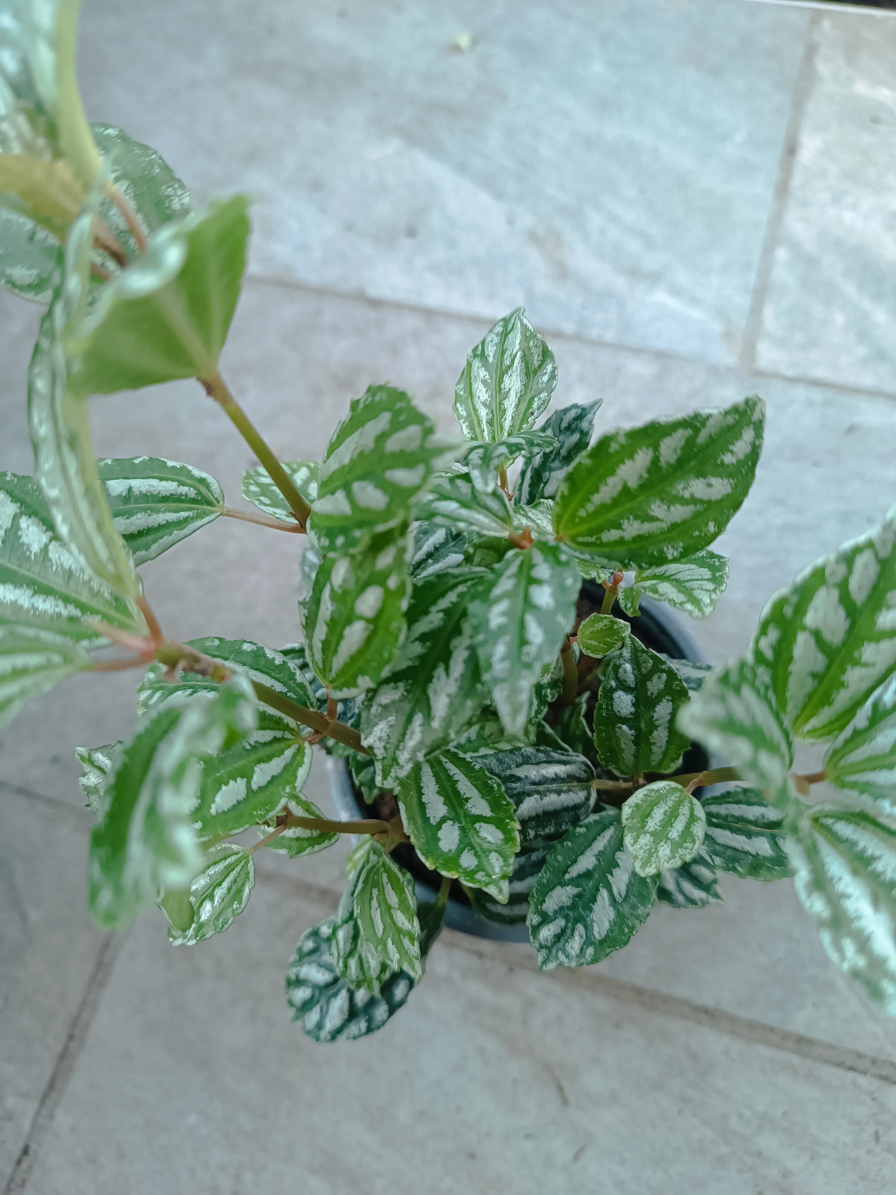 Pilea Cadierei