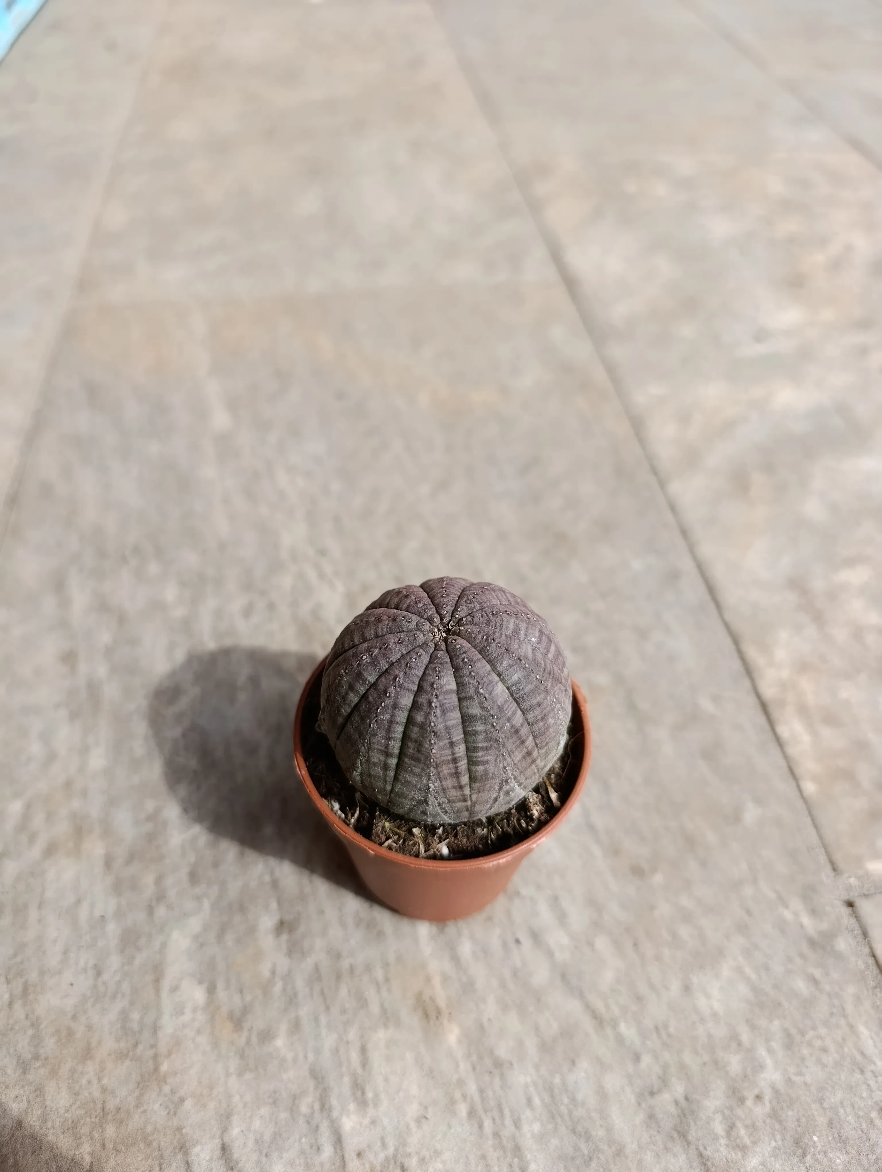 Euphorbia obesa