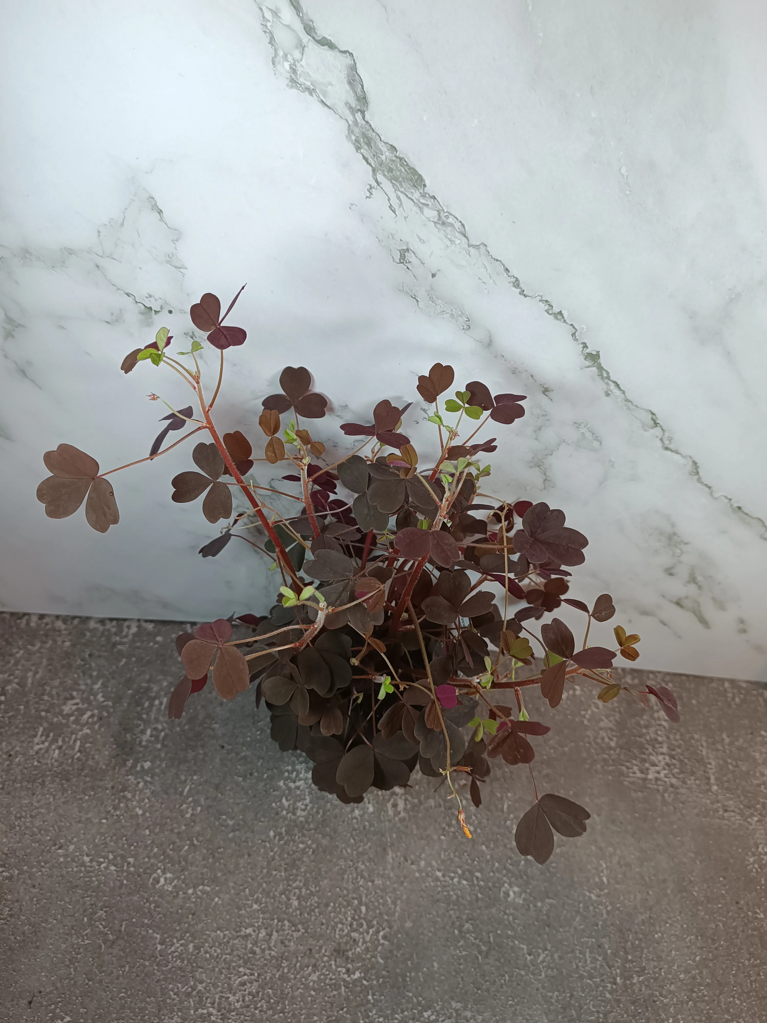 Oxalis Vulcanicola Plum