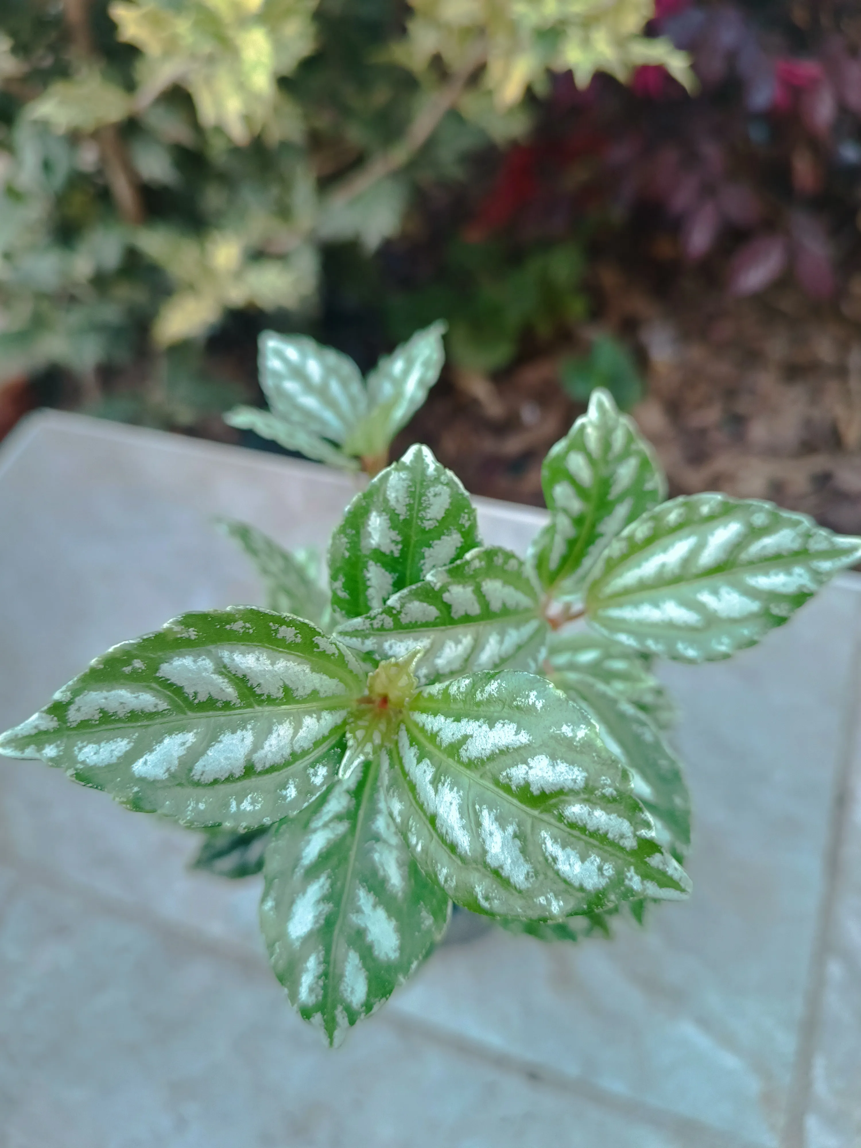 Pilea Cadierei