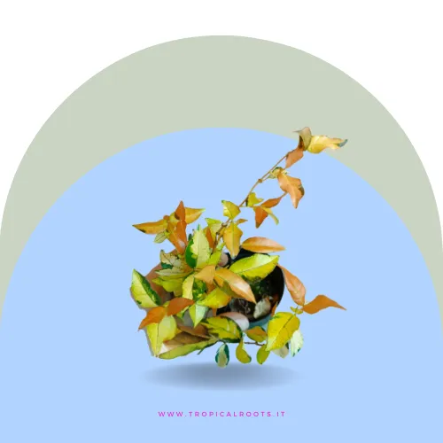  Trachelospermum asiaticum sunset - falso gelsomino 