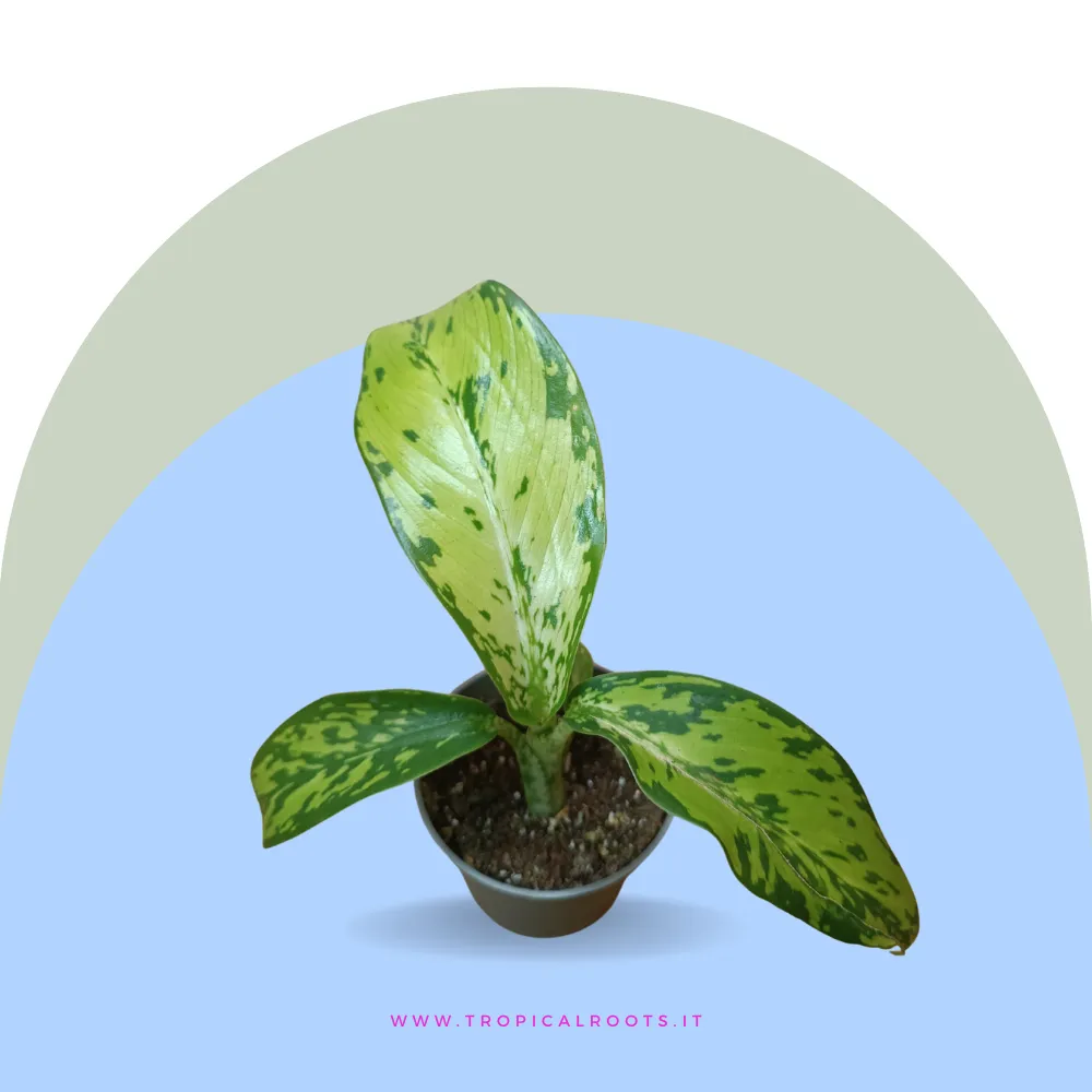 Dieffenbachia 'Crocodile Baby'