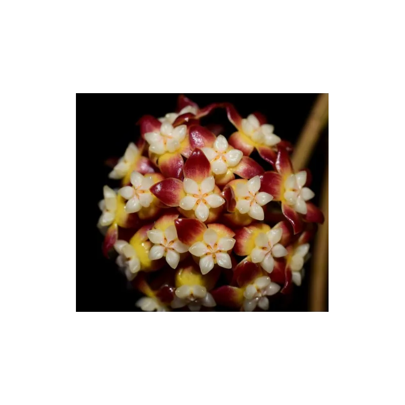 Hoya callistophylla