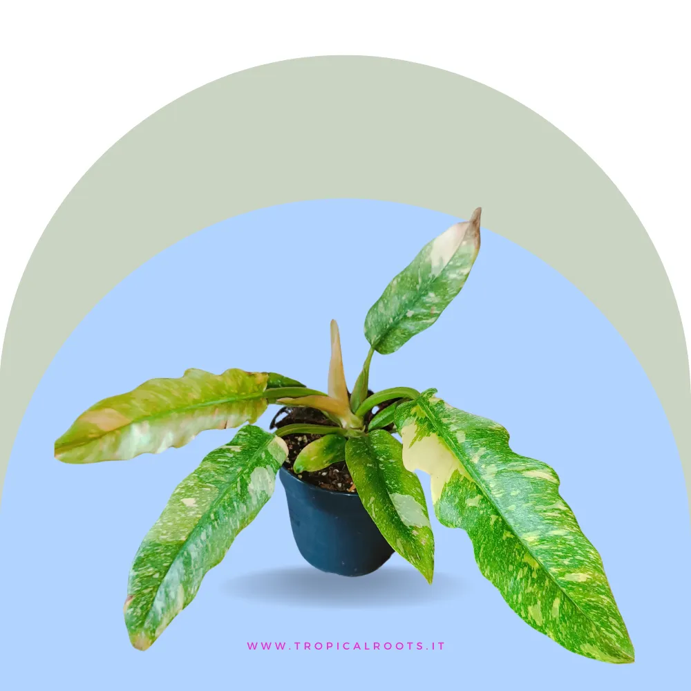 Philodendron 'Ring of fire'