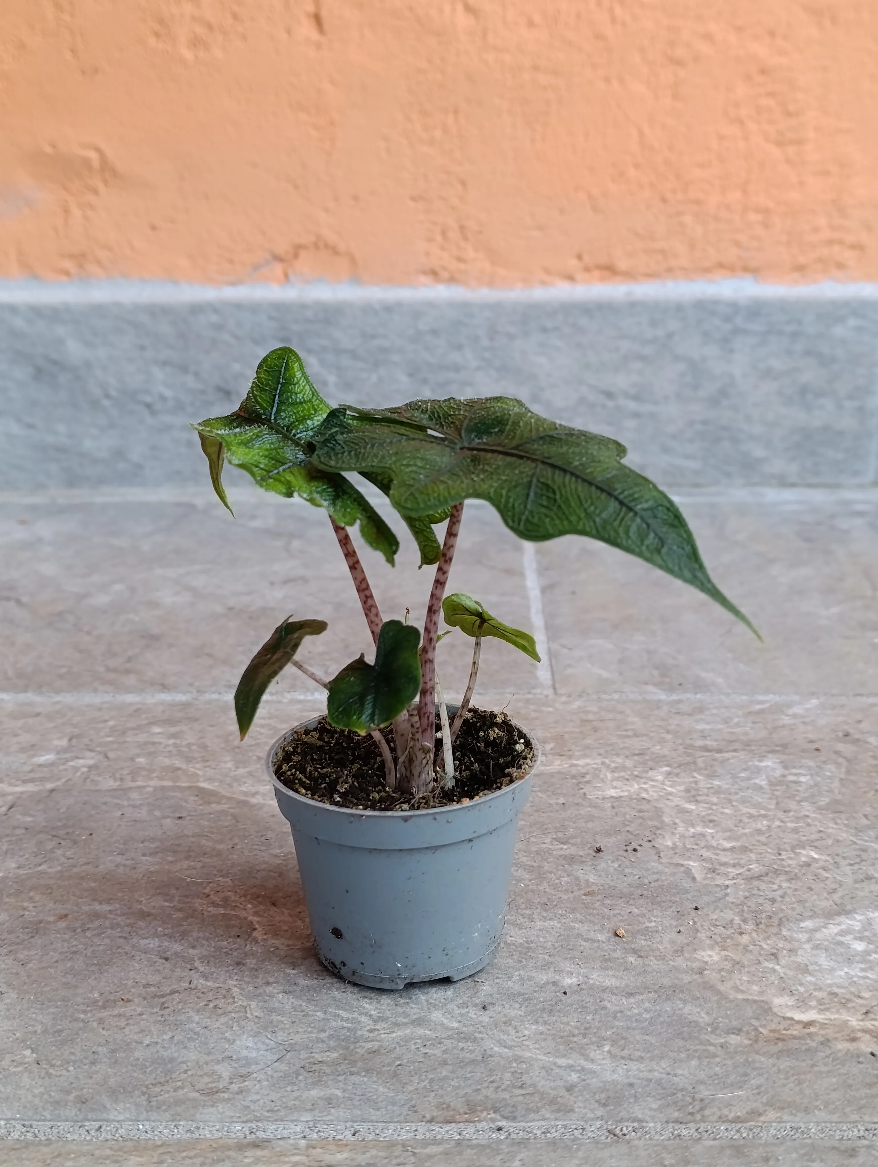 Alocasia Jacklin