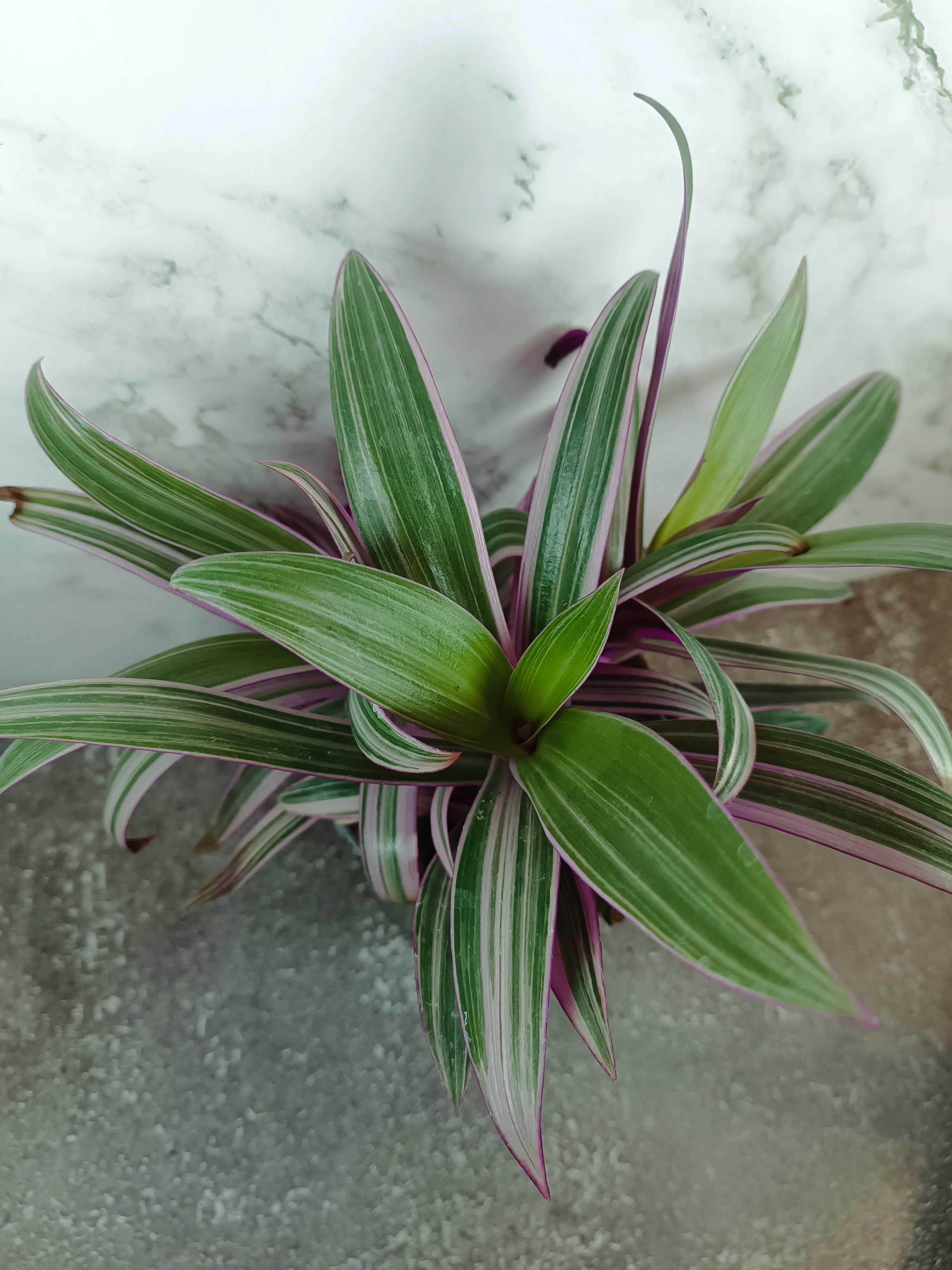 Tradescantia spathacea