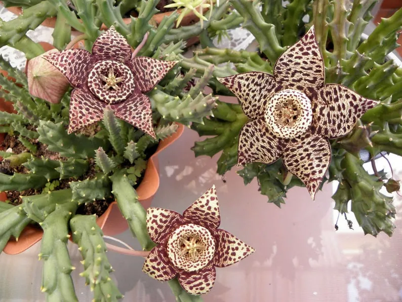 Orbea vaso coccio