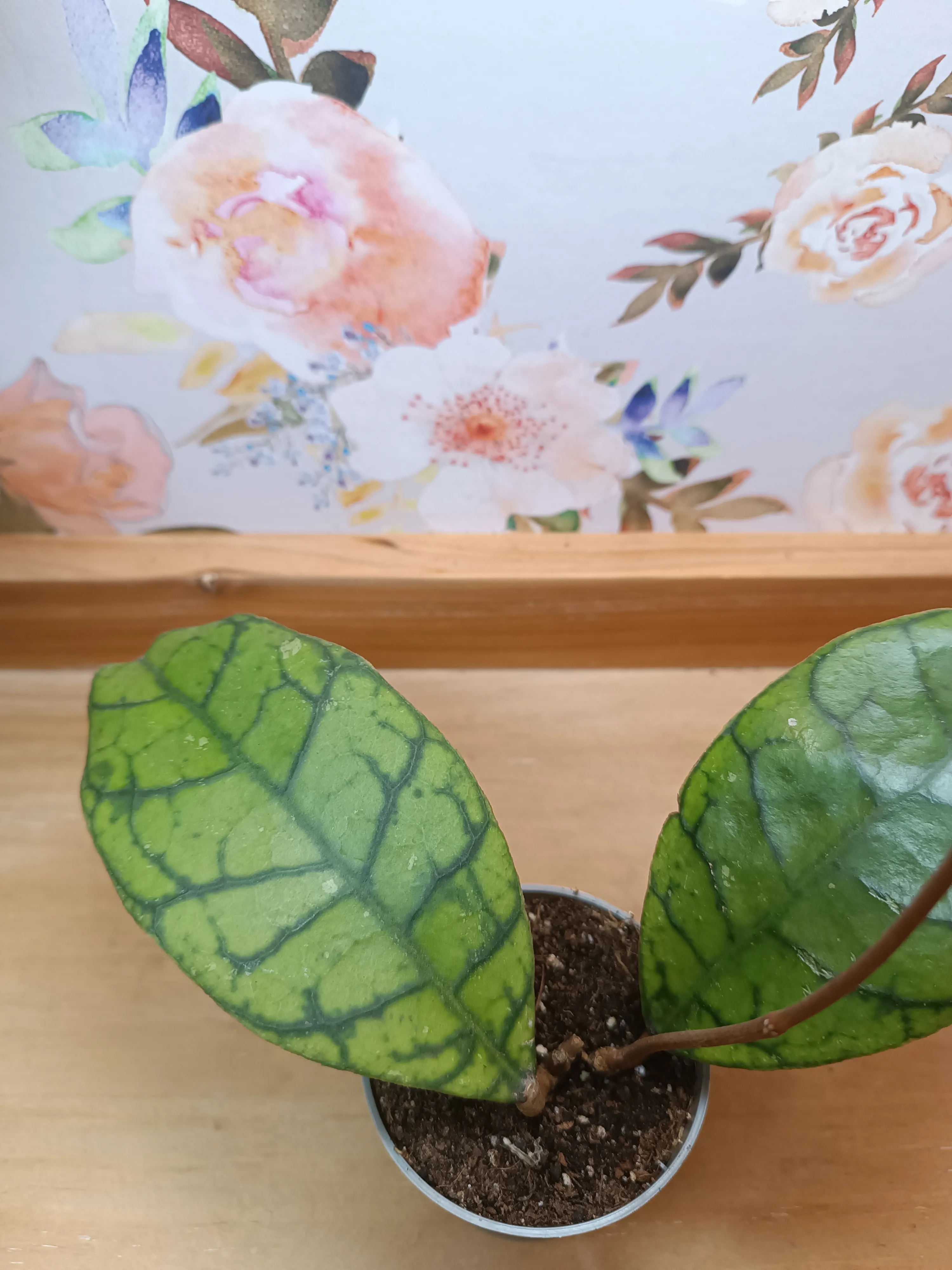 Hoya callistophylla