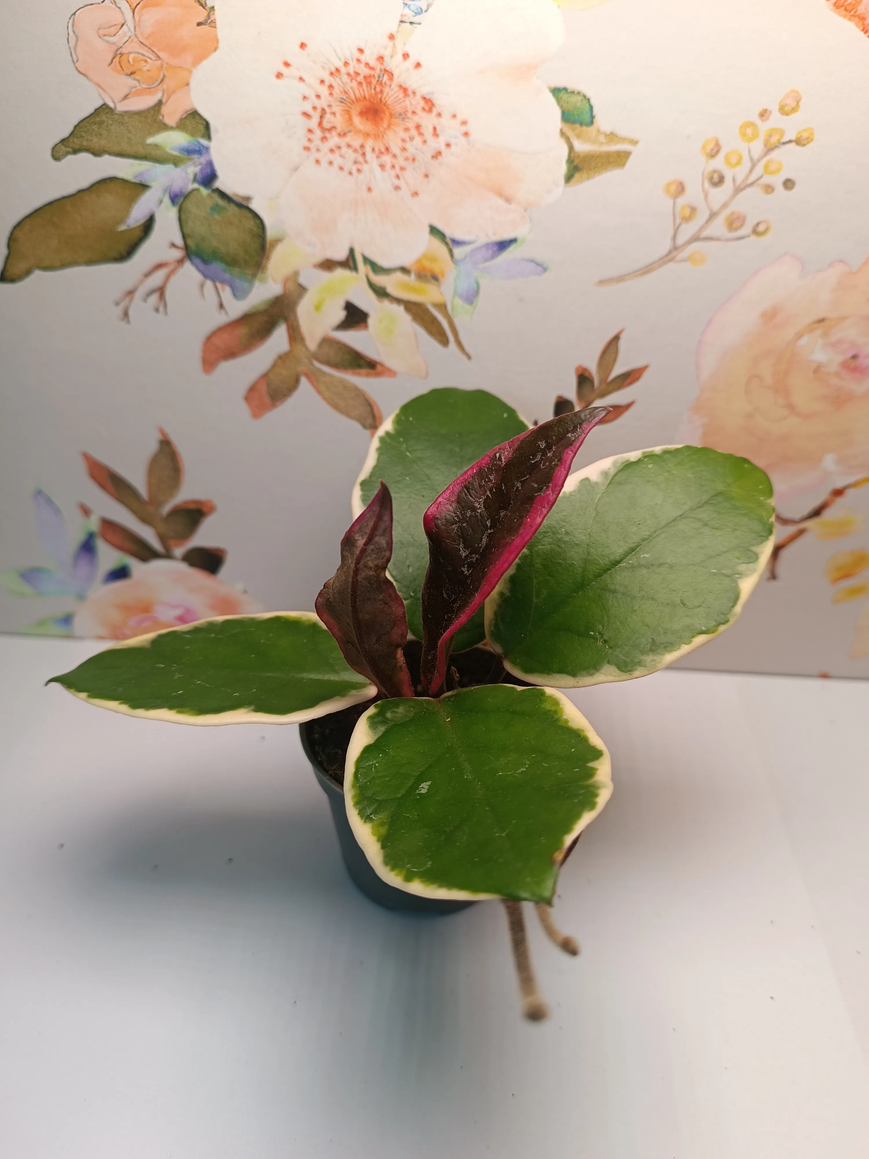 Hoya 'Flamingo'