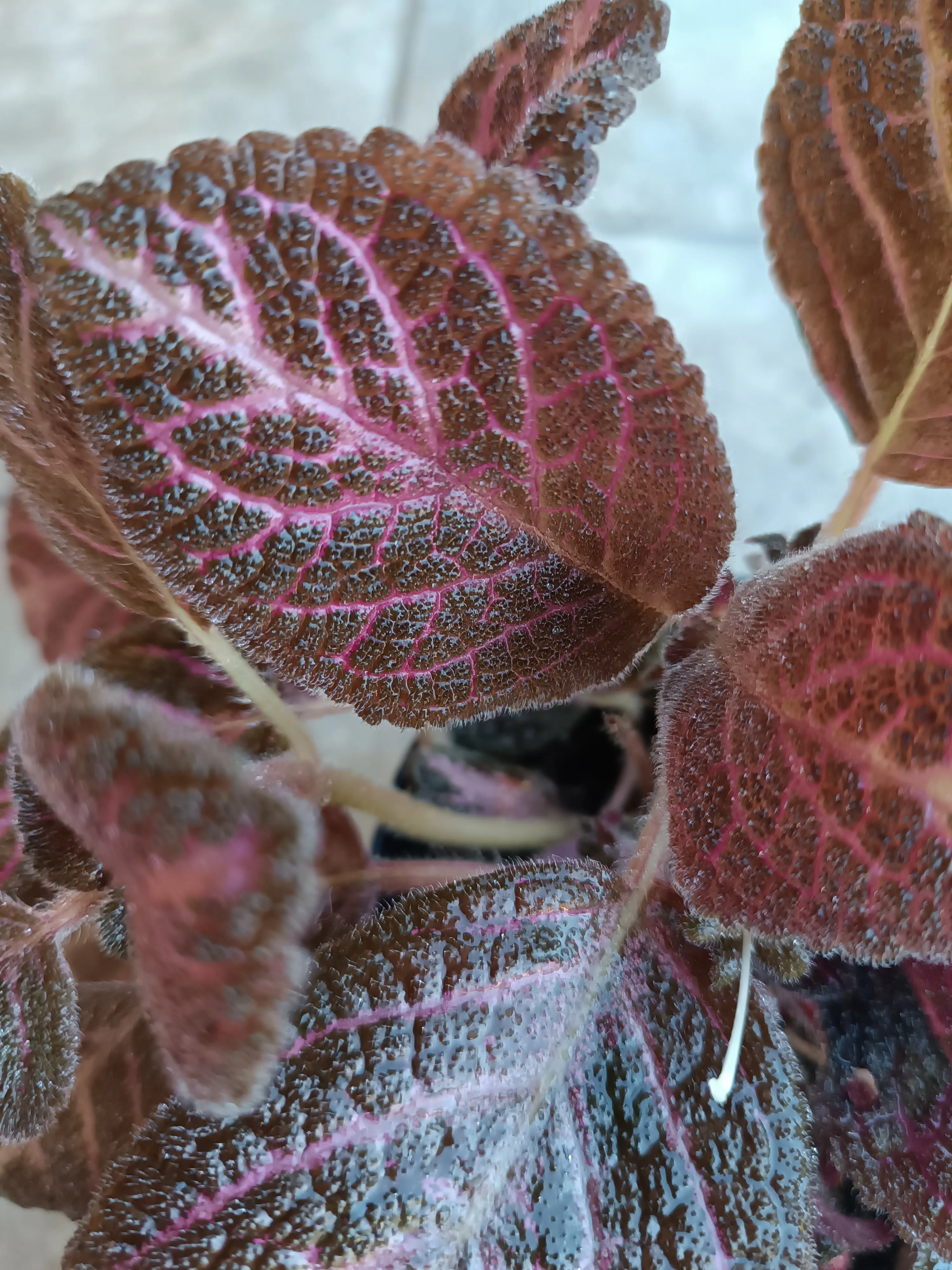 Episcia cupreata ‘Pink Acajou’