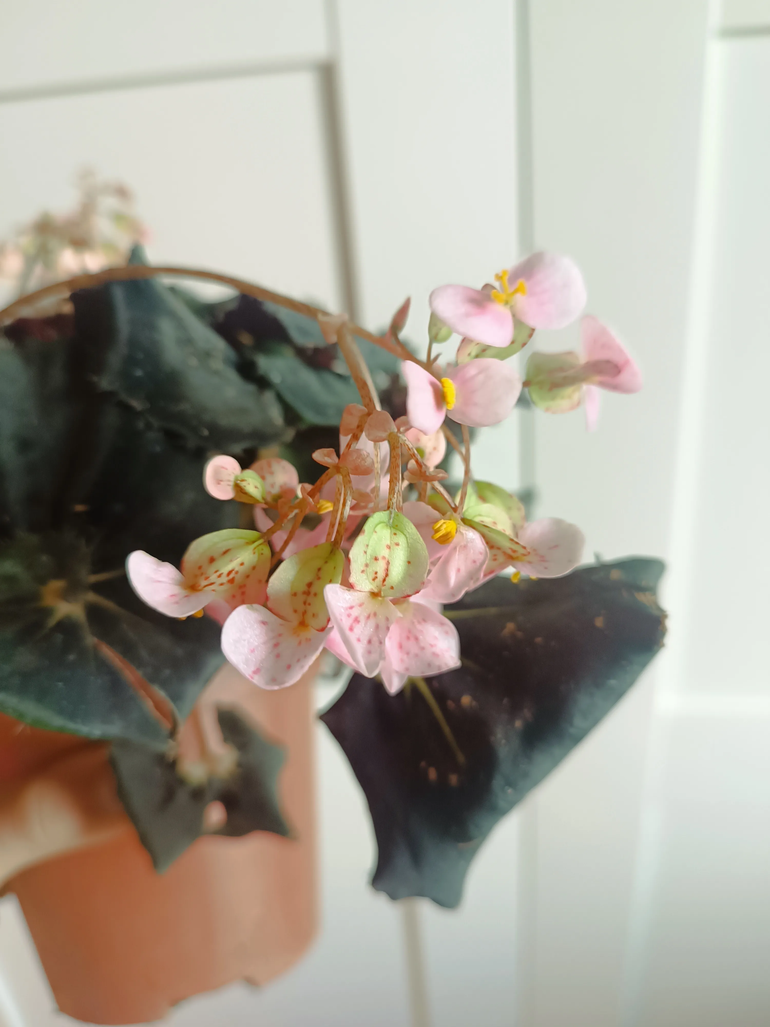 Begonia 'Dark mambo'