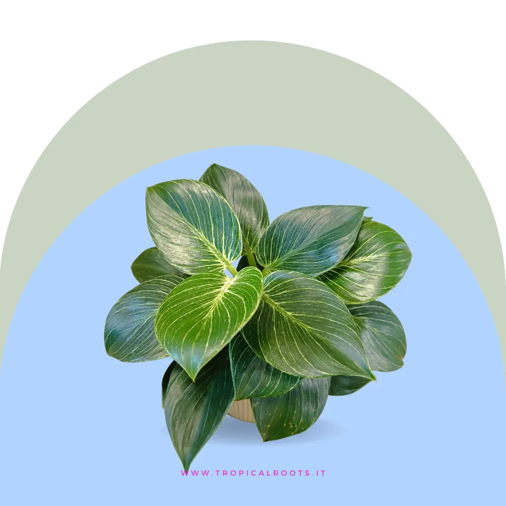 Philodendron 'Birkin'