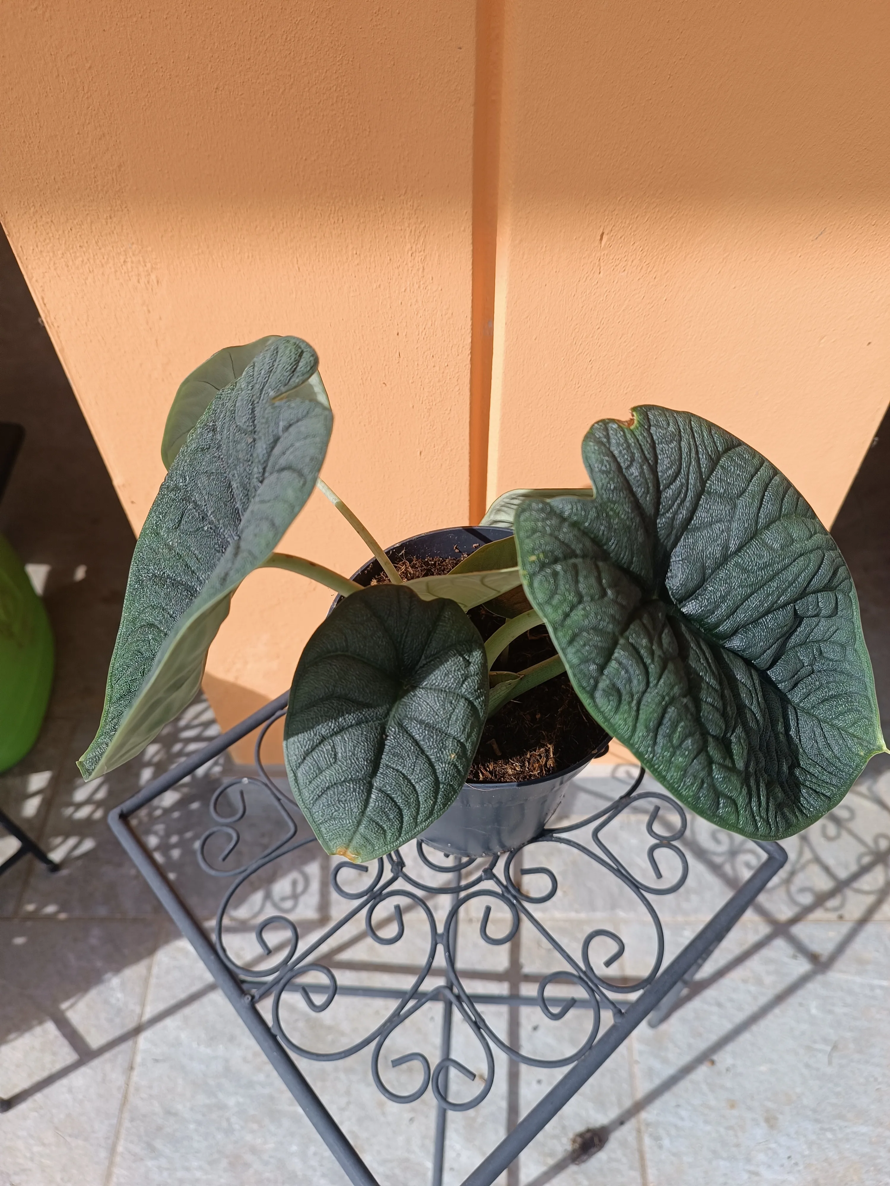 Alocasia Melo